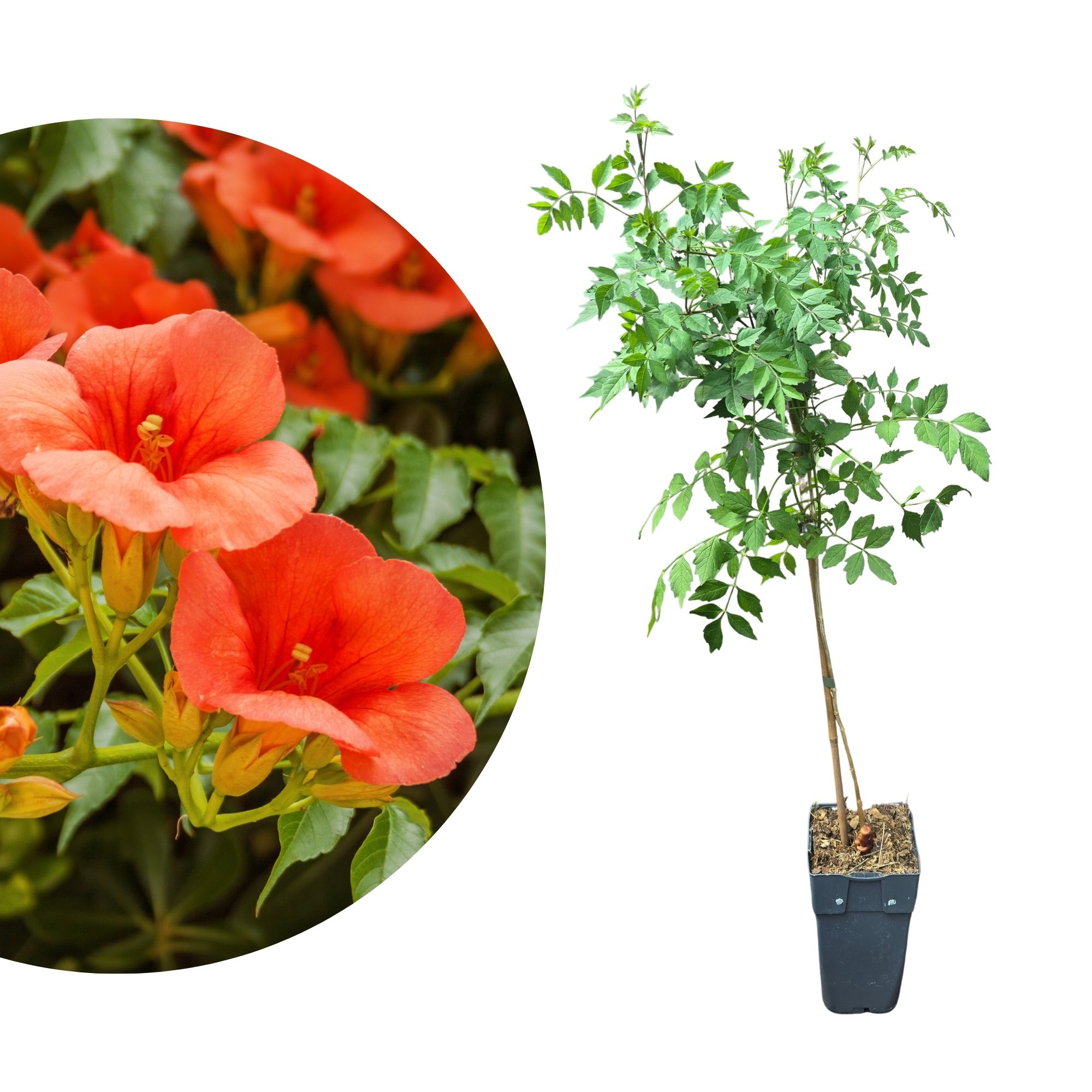 Rote Klettertrompete - Campsis radicans 'Flamenco'