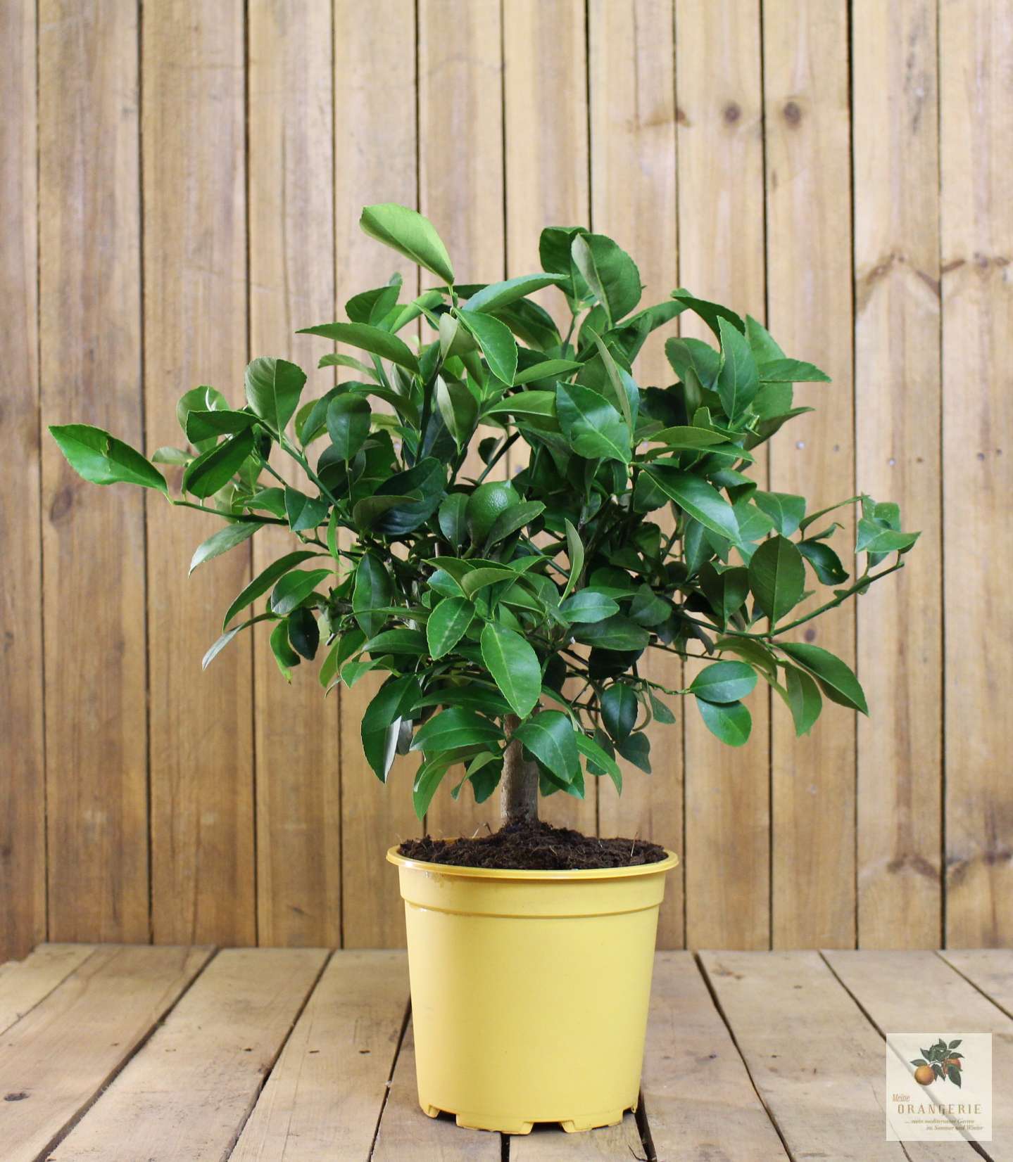 Meyer Zitrone [Piccolo] - Citrus Limon 'meyeri' - Meyer Lemon