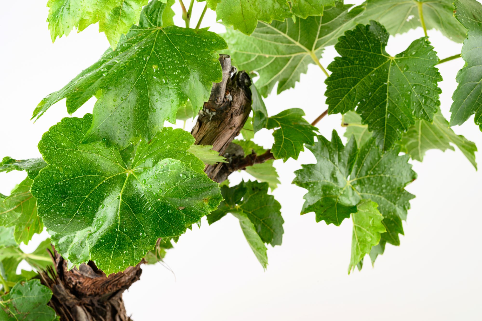 Weinrebe Bonsai [Mezzo] - Vitis vinifera - Ø18cm