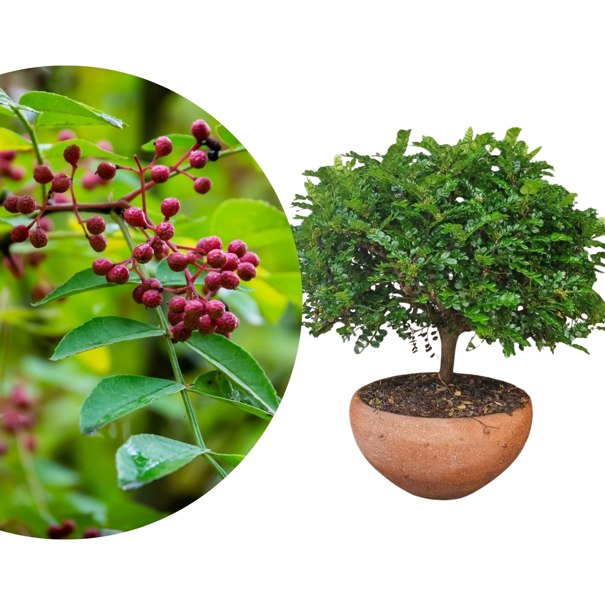 Zanthoxylum Bonsai in Keramikschale - Szechuanpfeffer