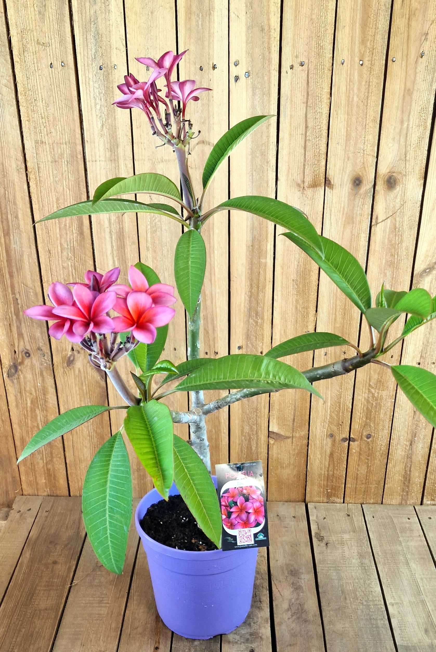 Frangipani Ø 20  "Epic" - Plumeria rubra - Pomelia