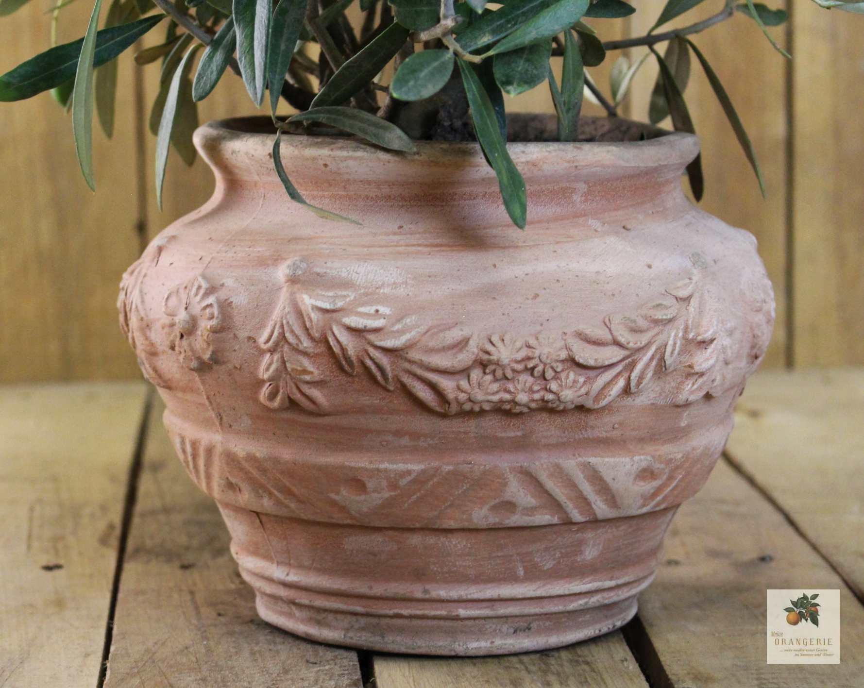 Olivenbaum im Terracotta-Topf "Orcio"