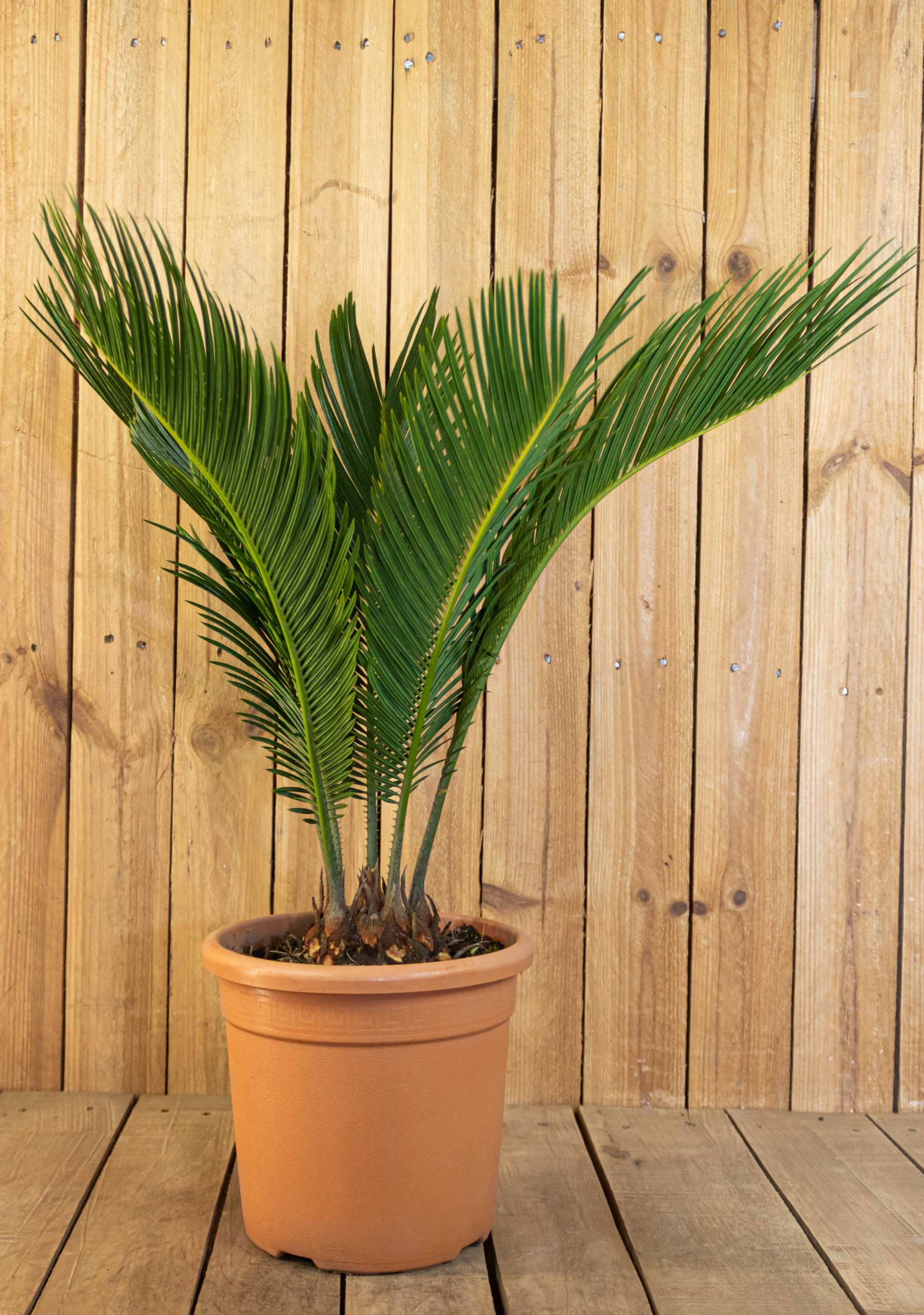 Palme Cycas revoluta [Mezzo]