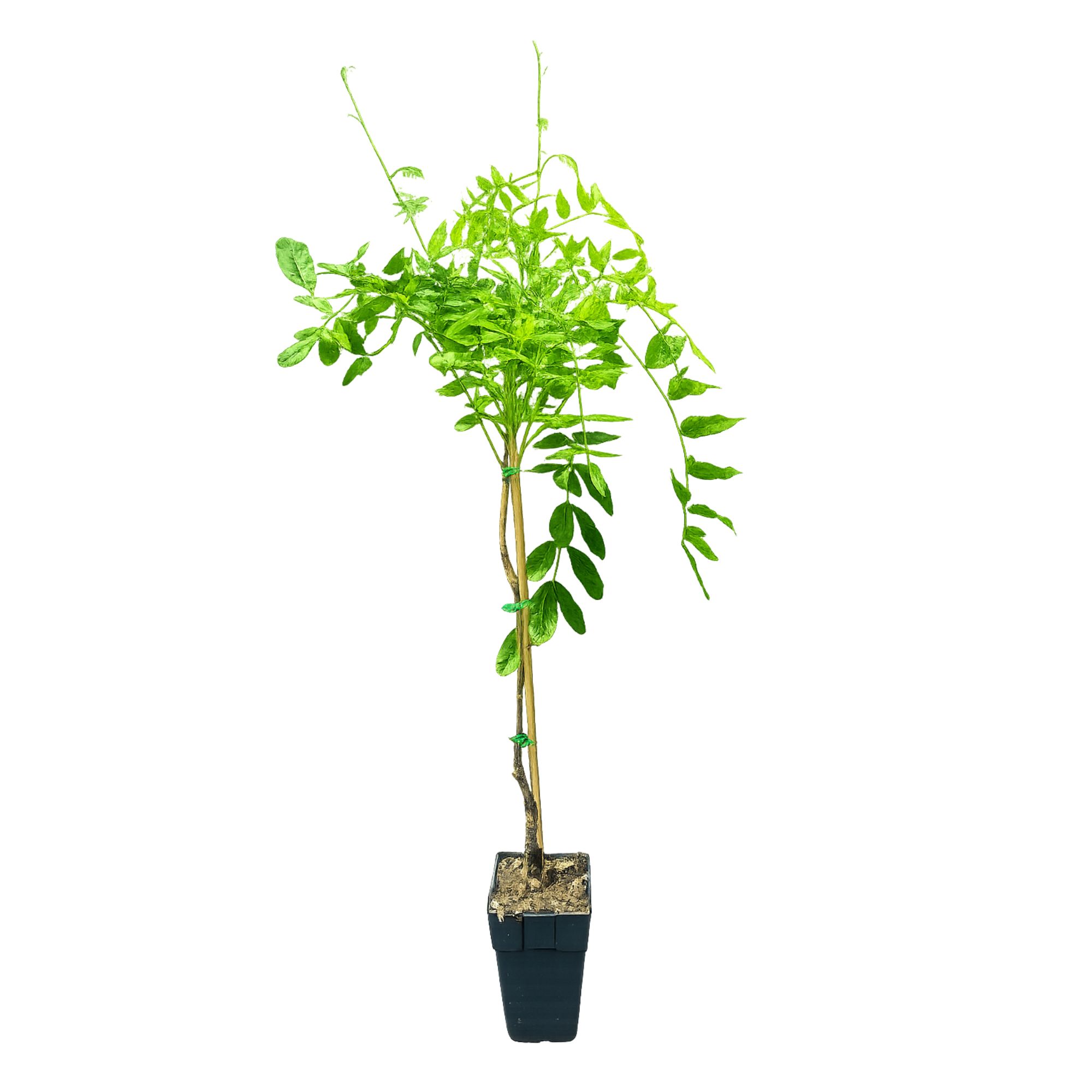 Chinesischer Blauregen 'Prolific' - Wisteria sinensis Prolific