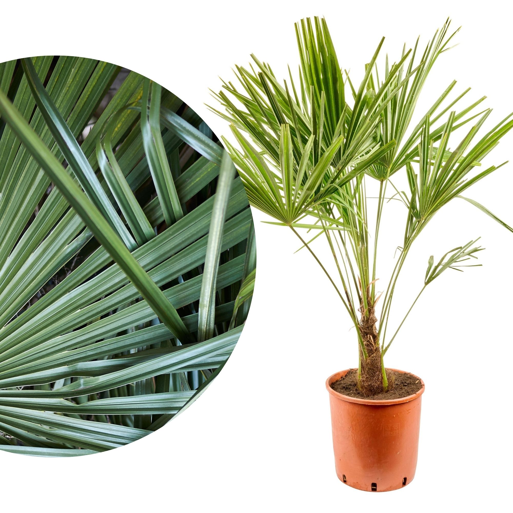 Palme Trachycarpus [Grande] - Chinesische Hanfpalme - Trachycarpus Fortunei