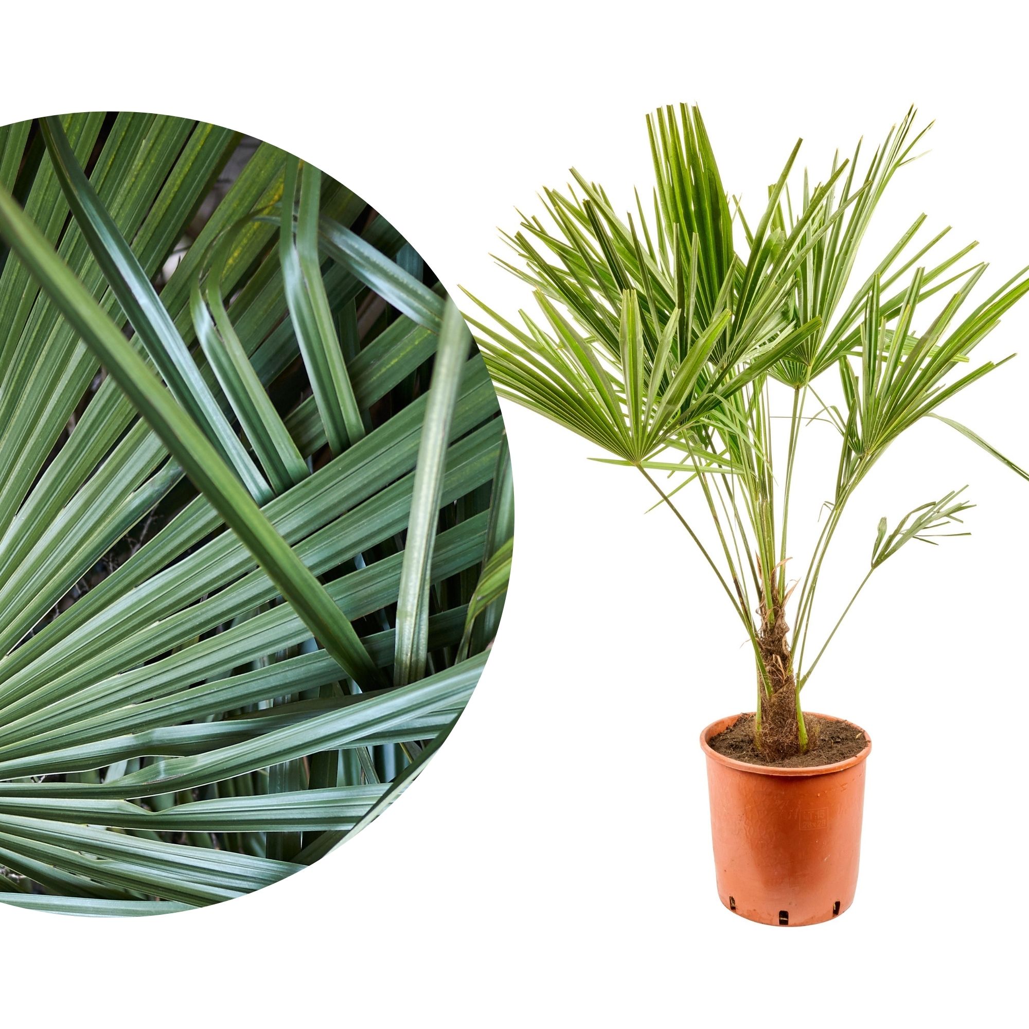 Palme Trachycarpus [Grande] - Chinesische Hanfpalme - Trachycarpus Fortunei