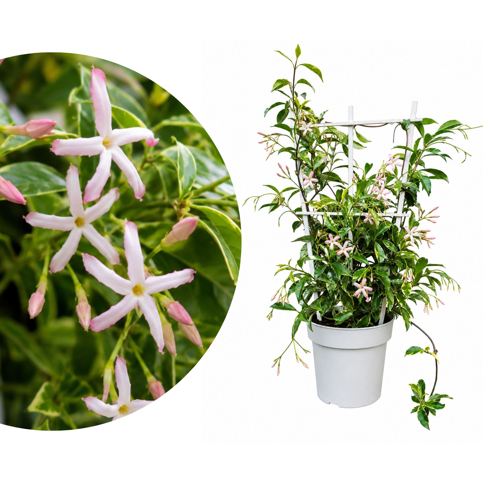 Sternjasmin ‘Star of Milano’ – buntlaubiger Rosa-Sternjasmin