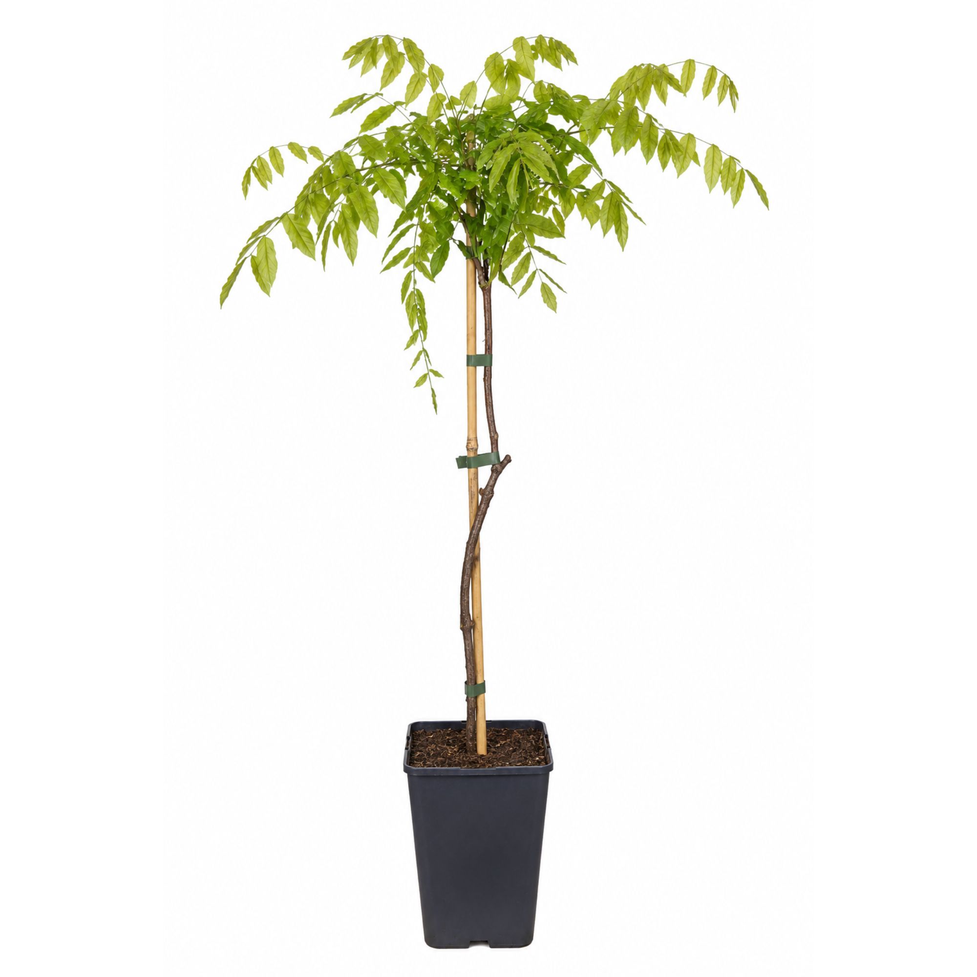 Japanischer Blauregen 'Alba' - Wisteria floribunda Alba