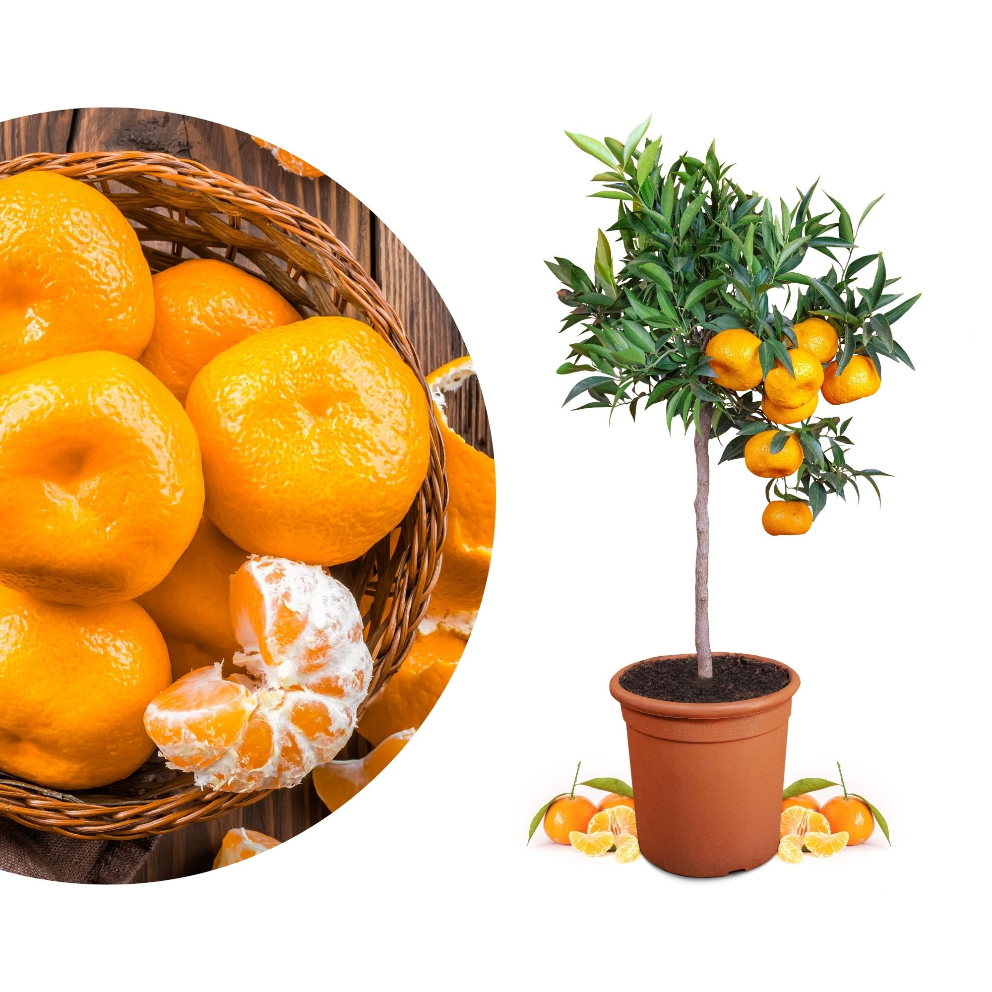 Mandarinenbaum [Mezzo] - Citrus deliciosa - Citrus reticulata