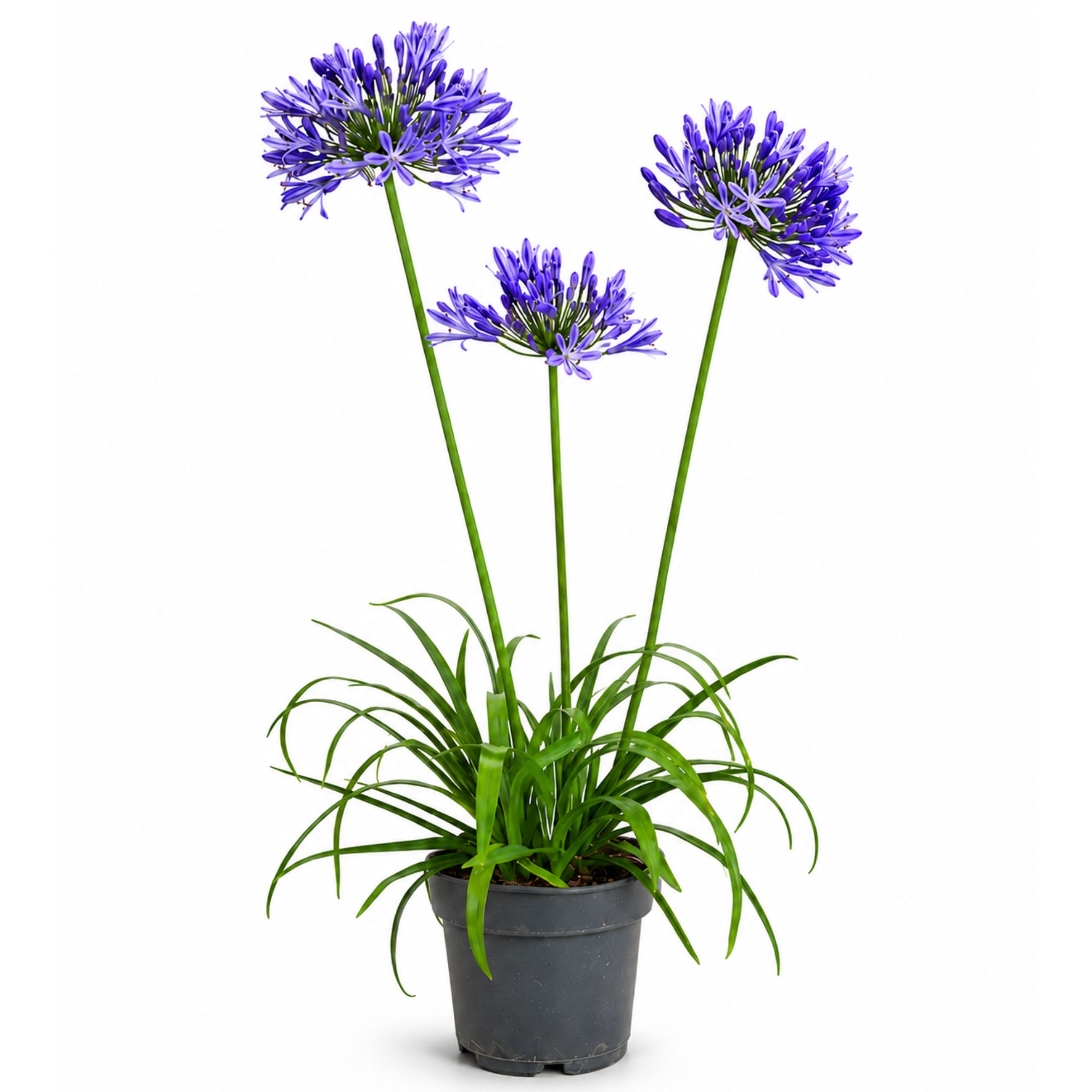 Blaue Schmucklilie - Agapanthus "Ever Sapphire" - Mehrjährig, winterhart, Kübelpflanze mit langer Blüte