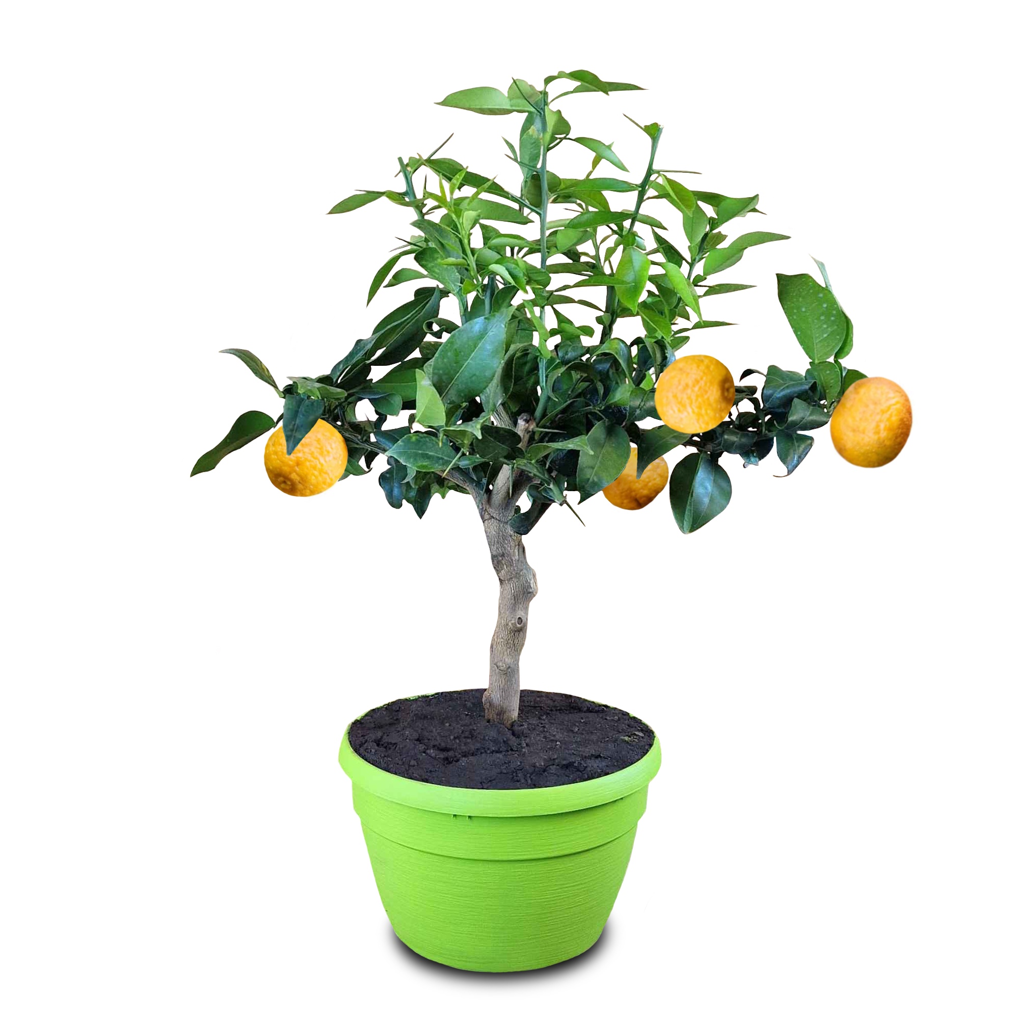 Yuzu 'Bonsai' in Schale - Citrus junos 'Bonsai' 