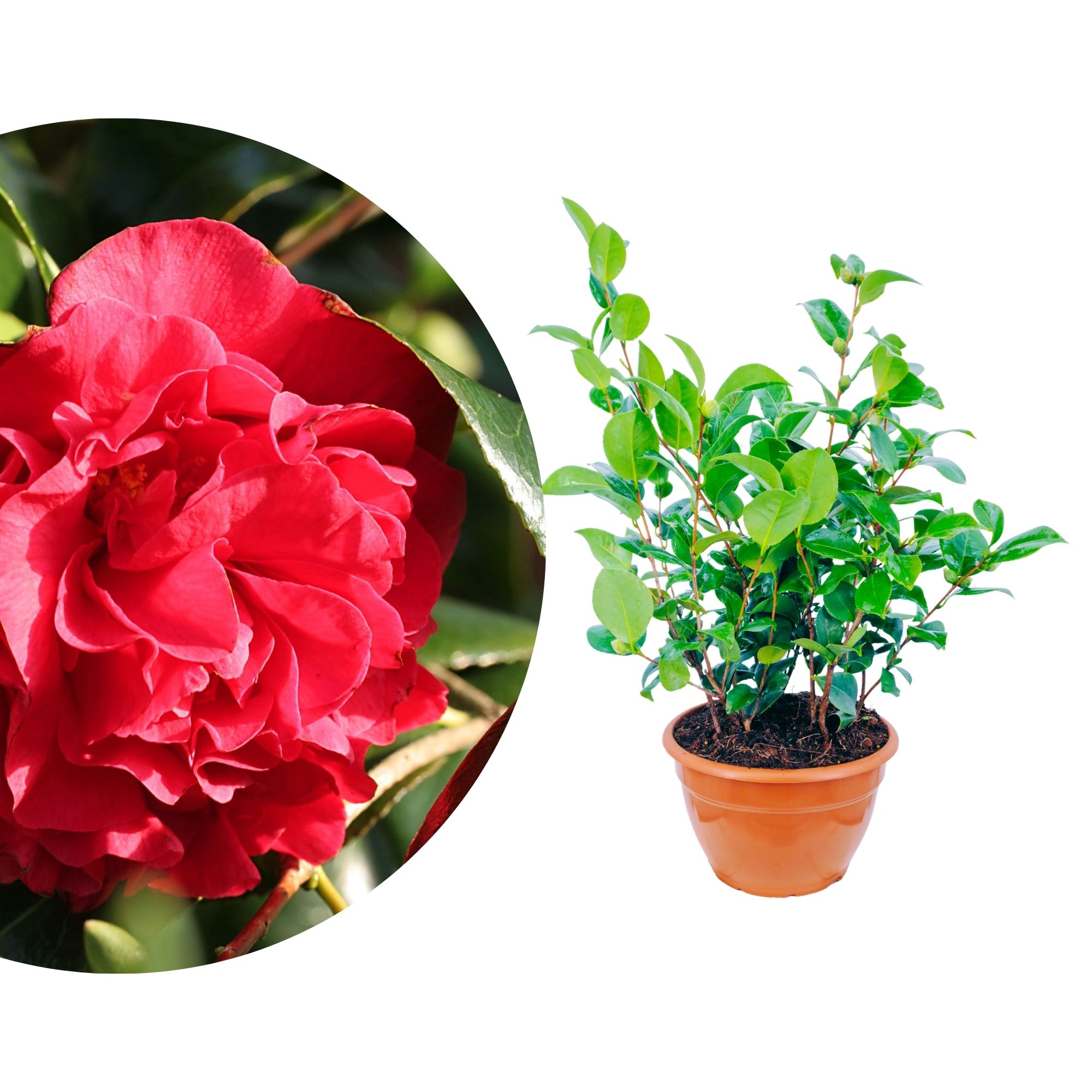 Kamelie "Bonsai" Kramer Sublime