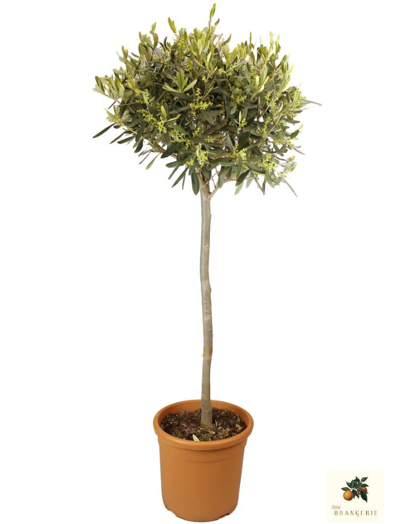 Olivenbaum Hochstamm "Grande" - extra lang: 140-150cm - Olea europaea - echte Olive
