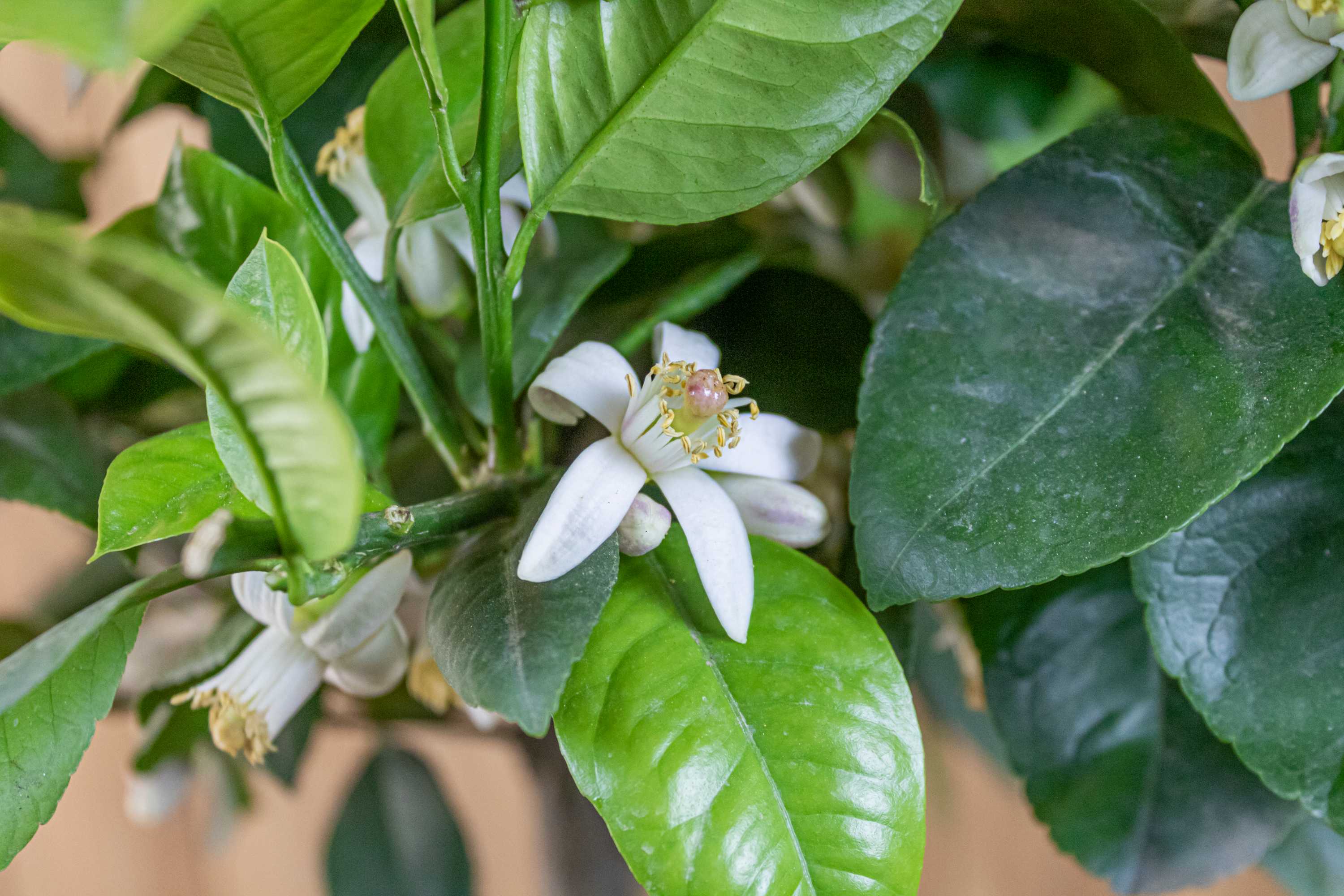 [RESTPOSTEN] Orangenbaum 'Arcobal' - Citrus Sinensis 'Arcobal' - Regenbogen Orange