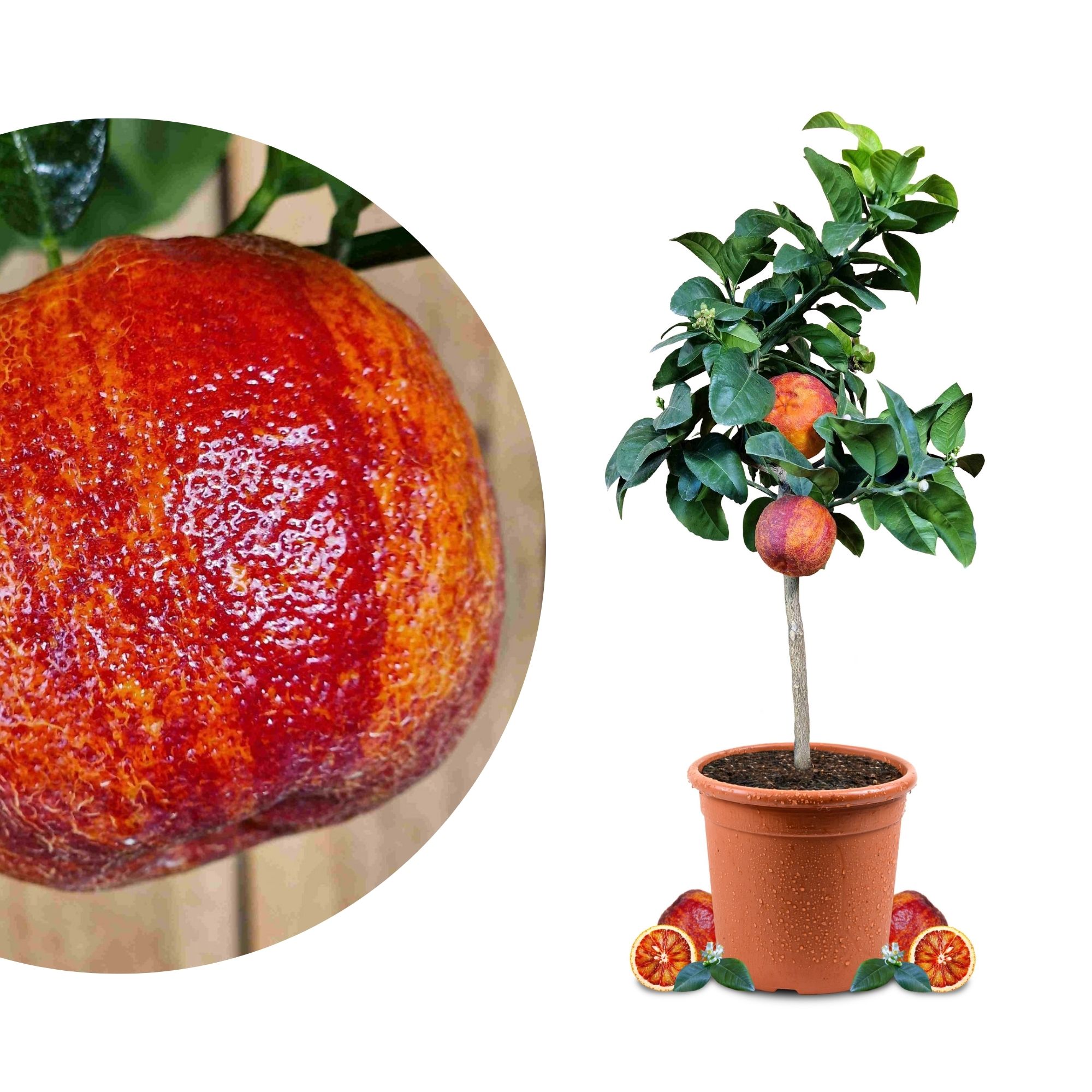 [RESTPOSTEN] Orangenbaum 'Arcobal' - Citrus Sinensis 'Arcobal' - Regenbogen Orange