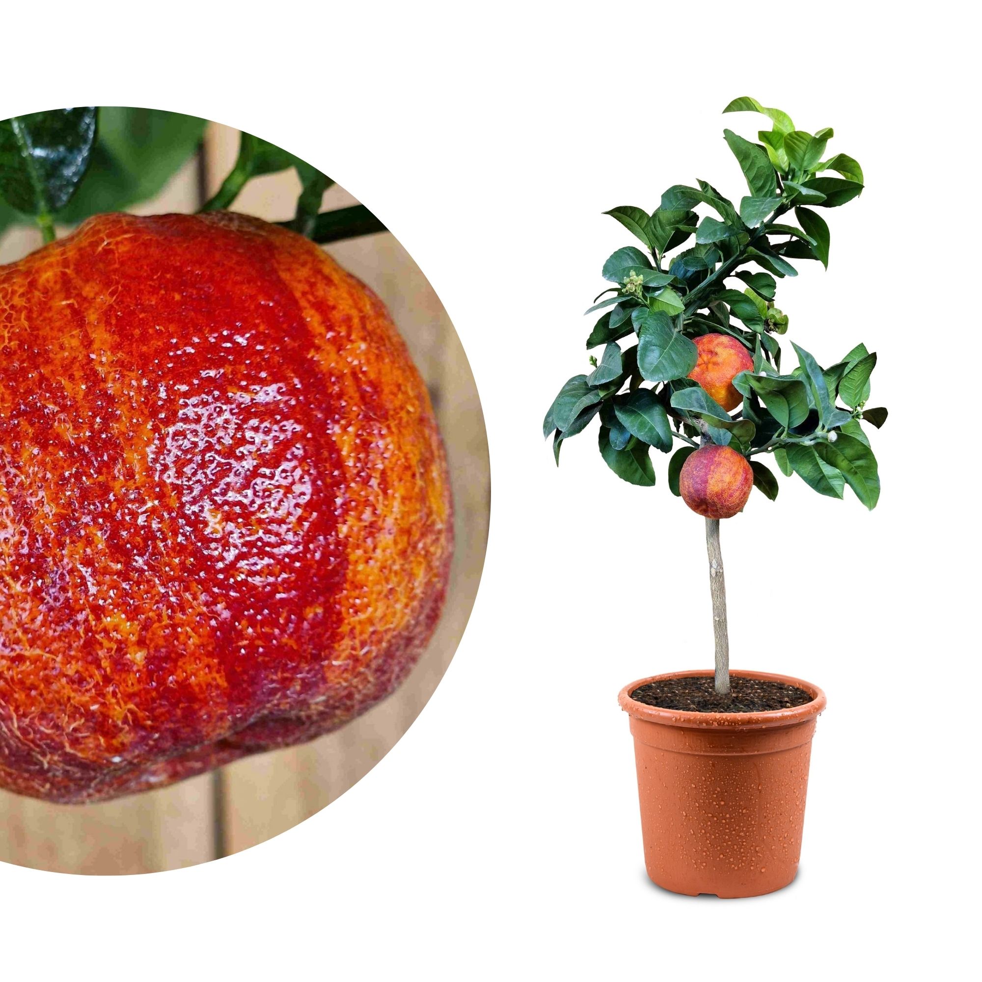 Orangenbaum 'Arcobal' - Citrus Sinensis 'Arcobal' - Regenbogen Orange