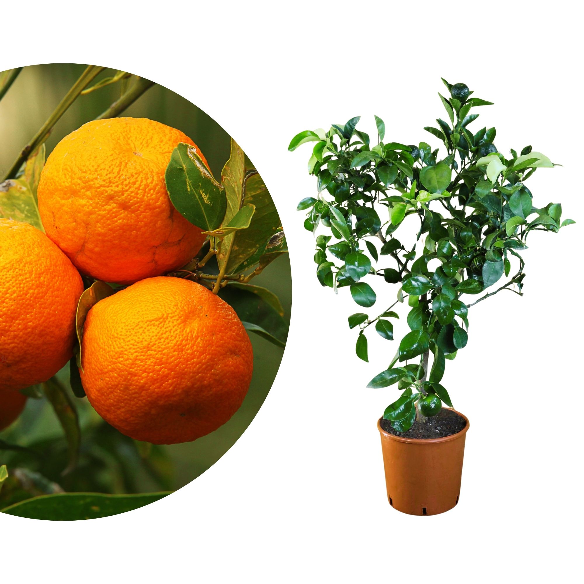 Bitterorange - Pomeranze - Citrus aurantium