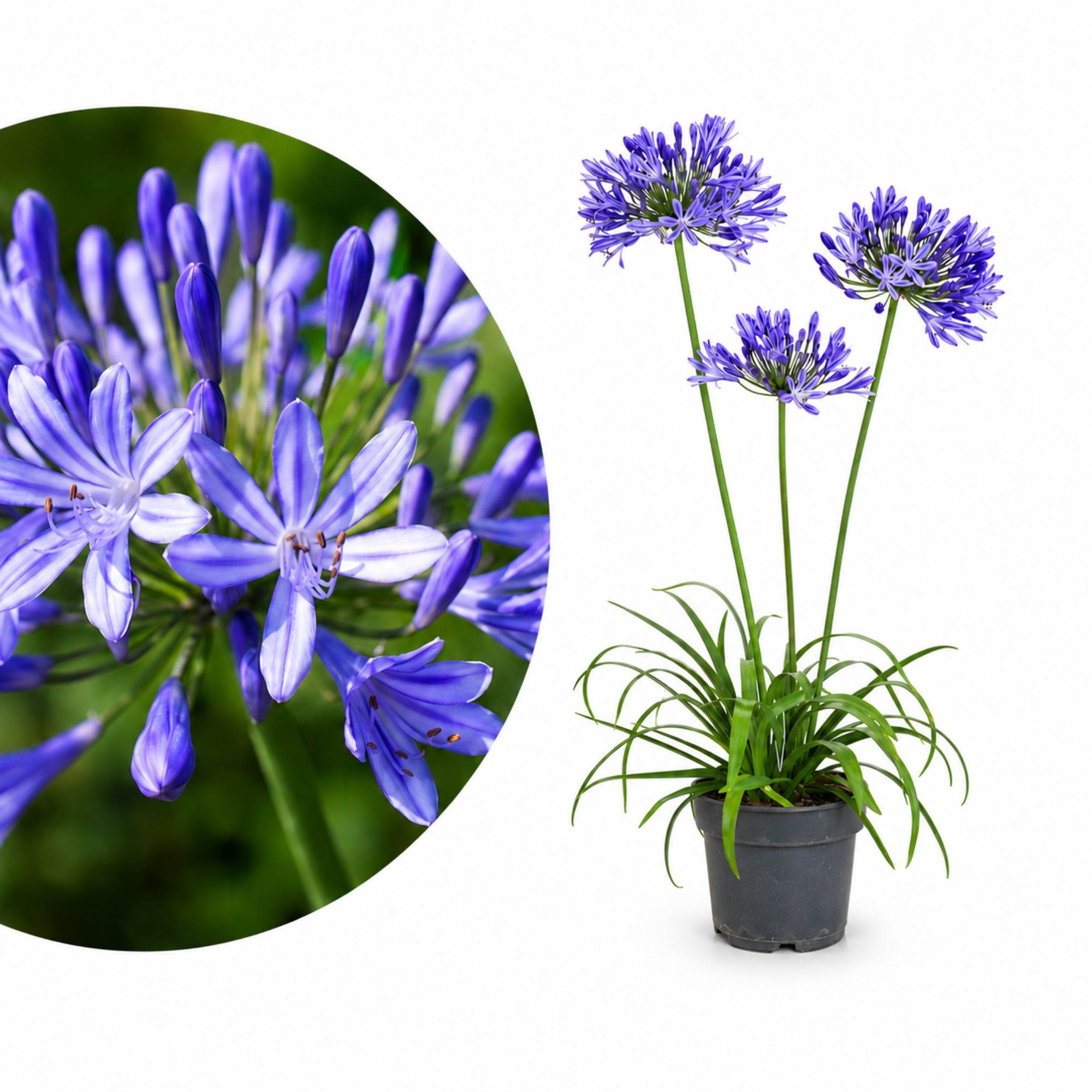 Blaue Schmucklilie - Agapanthus "Ever Sapphire" - Mehrjährig, winterhart, Kübelpflanze mit langer Blüte