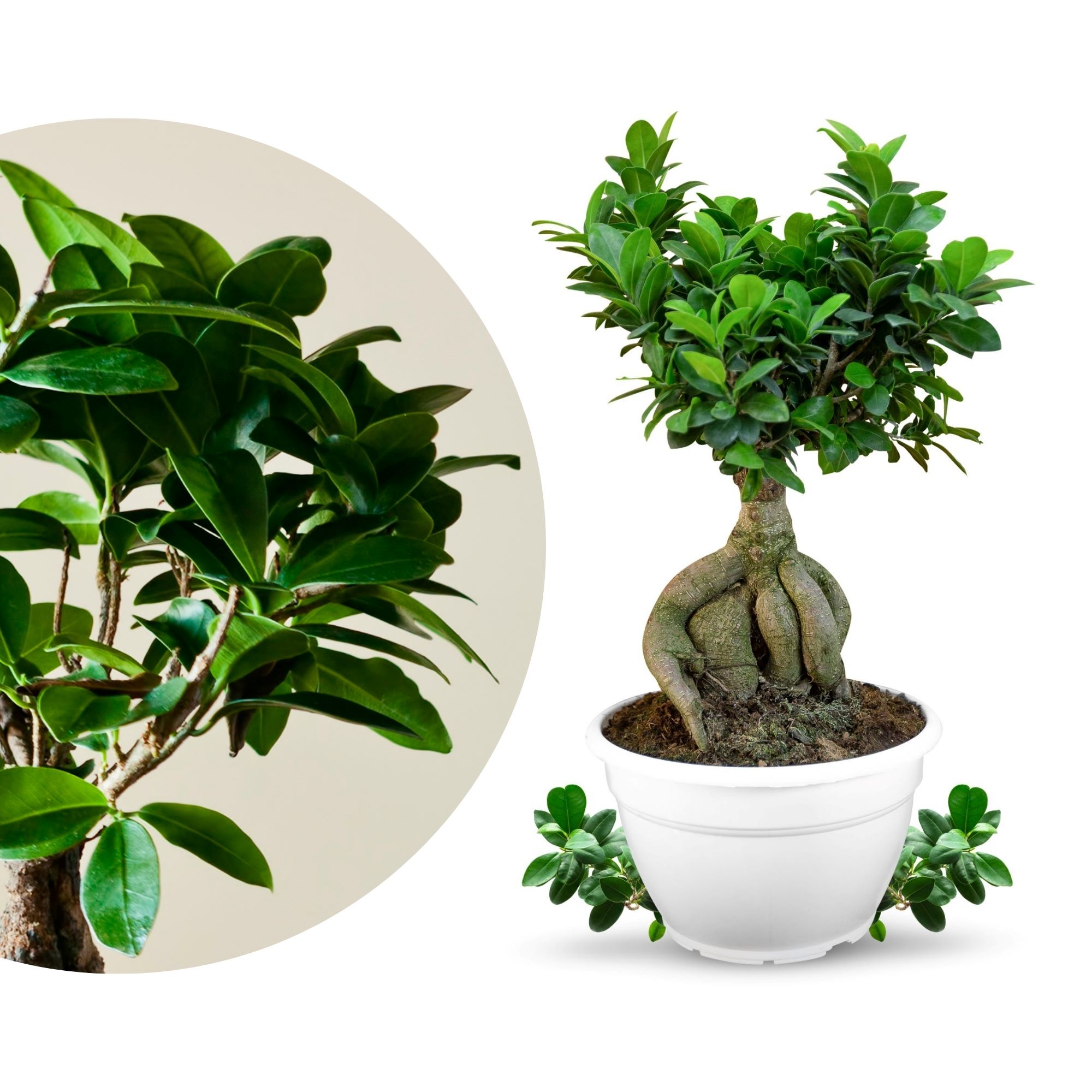 Bonsai Ficus Ginseng [Mezzo] - Ficus Microcarpa - Chinesischer Feigenbaum  - Bonsaipflanze für drinnen und draußen - Lorbeerfeige - Ficus Retusa