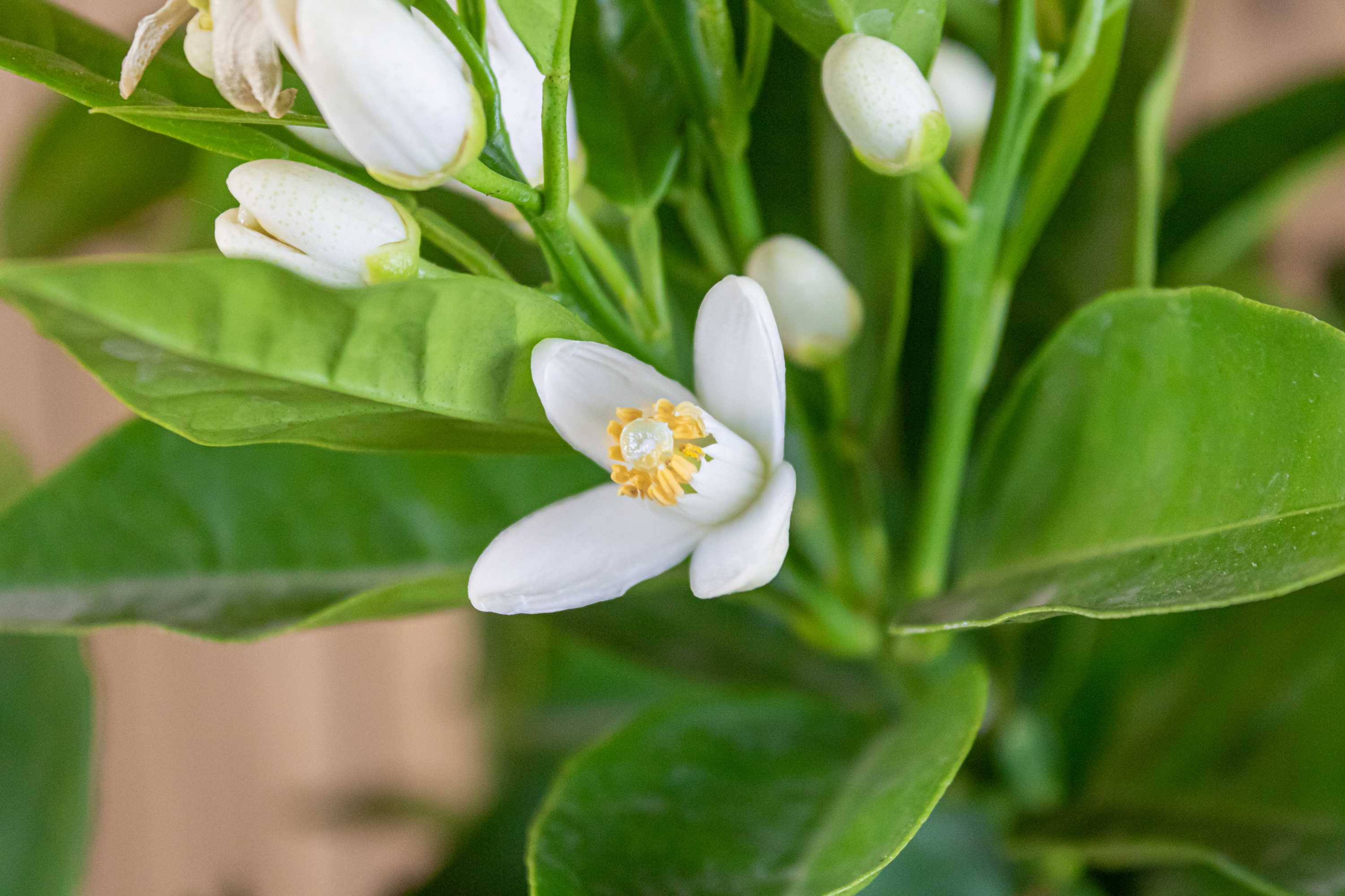 Blutorangenbaum Moro [Mezzo] - Citrus Sinensis 'Moro'