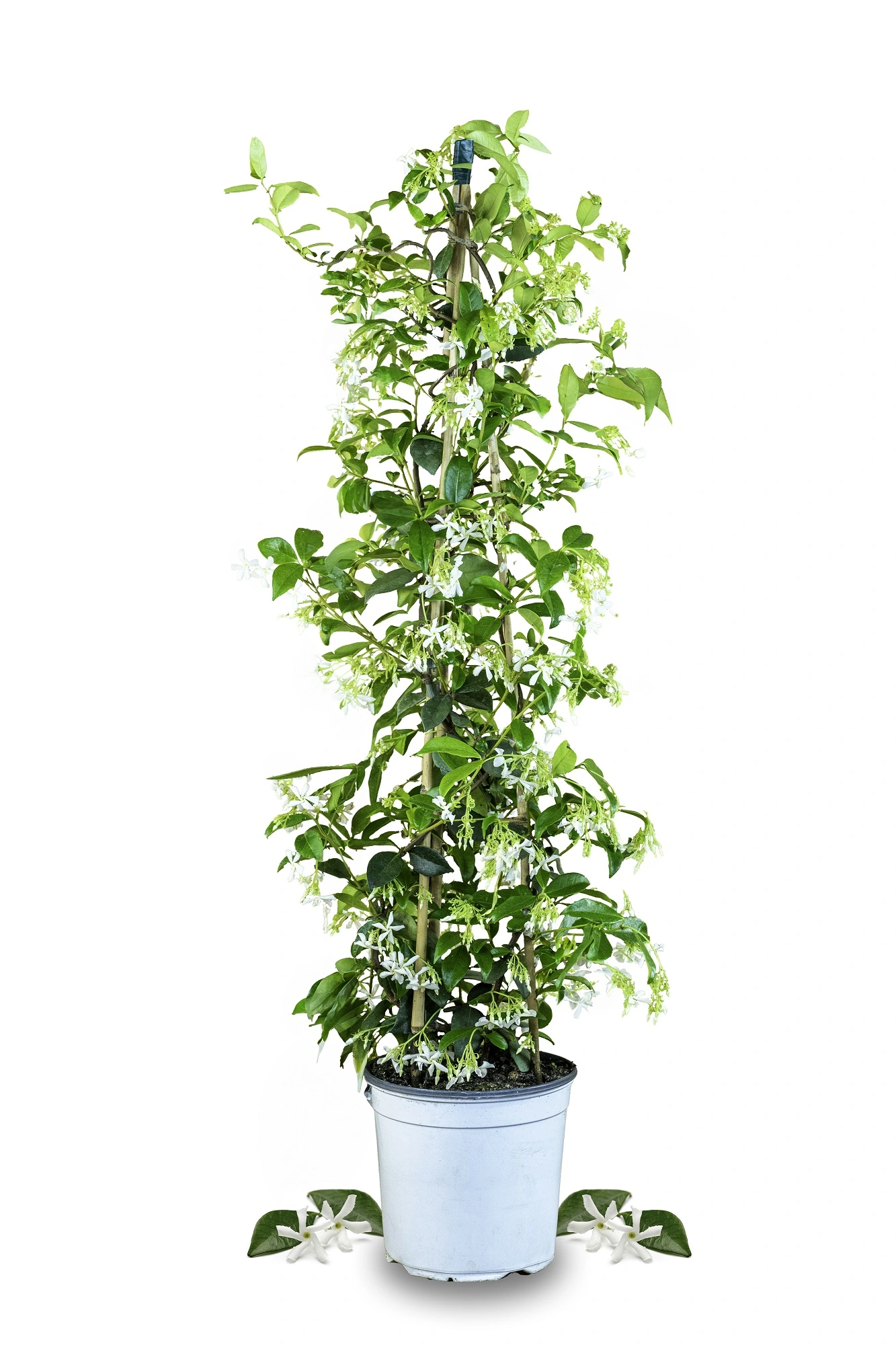 Sternjasmin [PICCOLO] - Toskanischer Jasmin - Trachelospermum Jasminoides