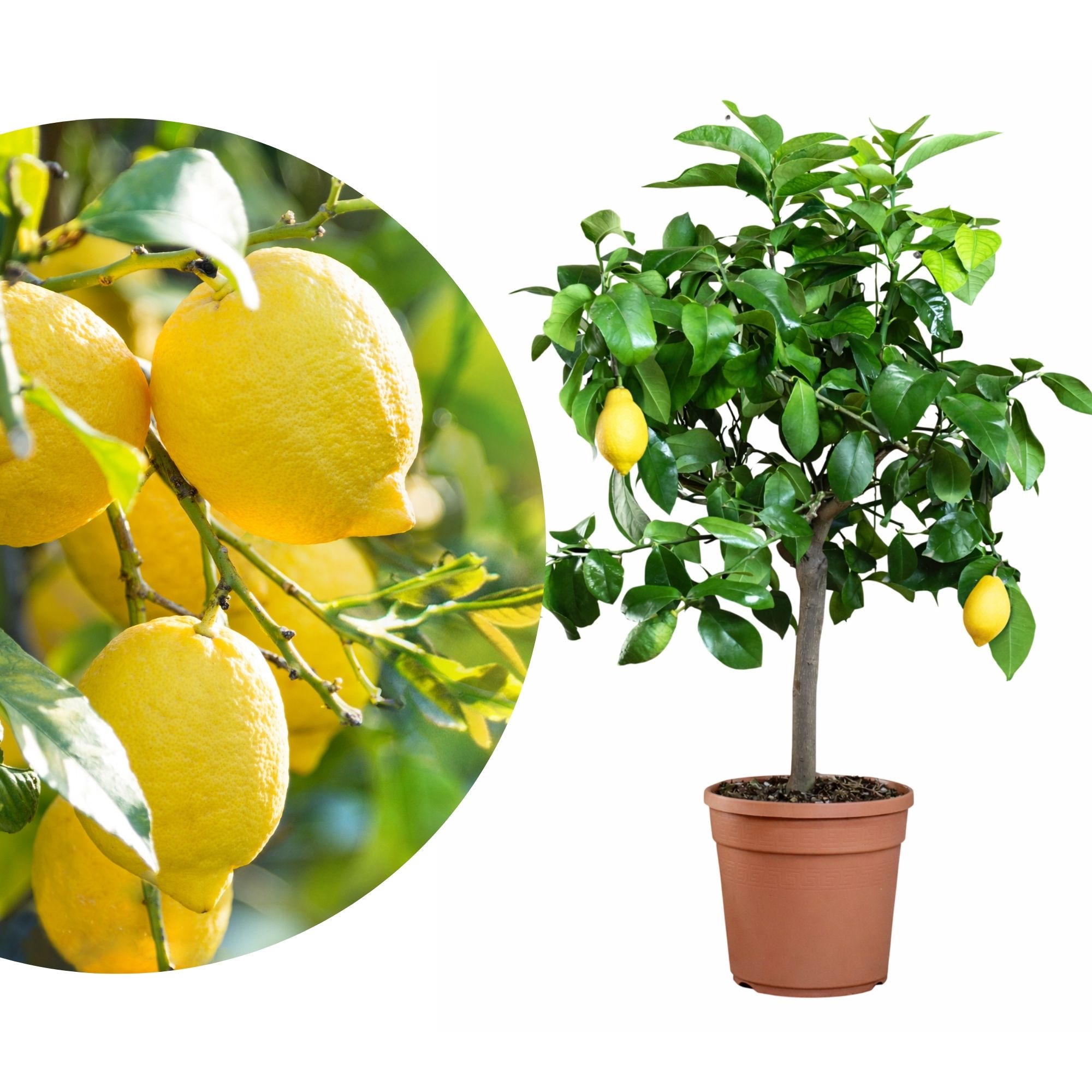 Zitronenbaum - Sonder-Sorte: 'Zagara Bianca"