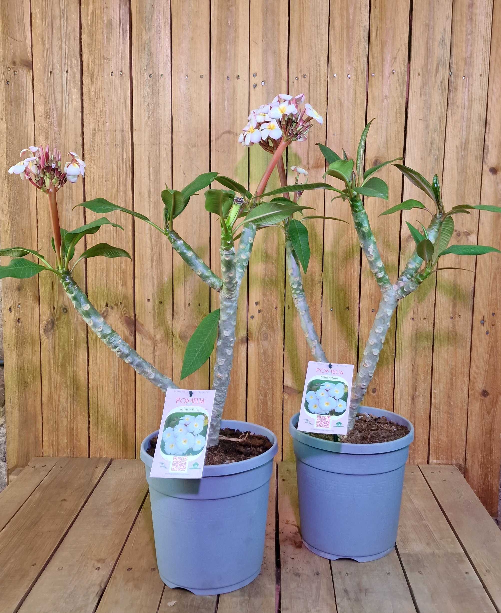Frangipani "Mini White" Ø 20  - Plumeria rubra - Pomelia