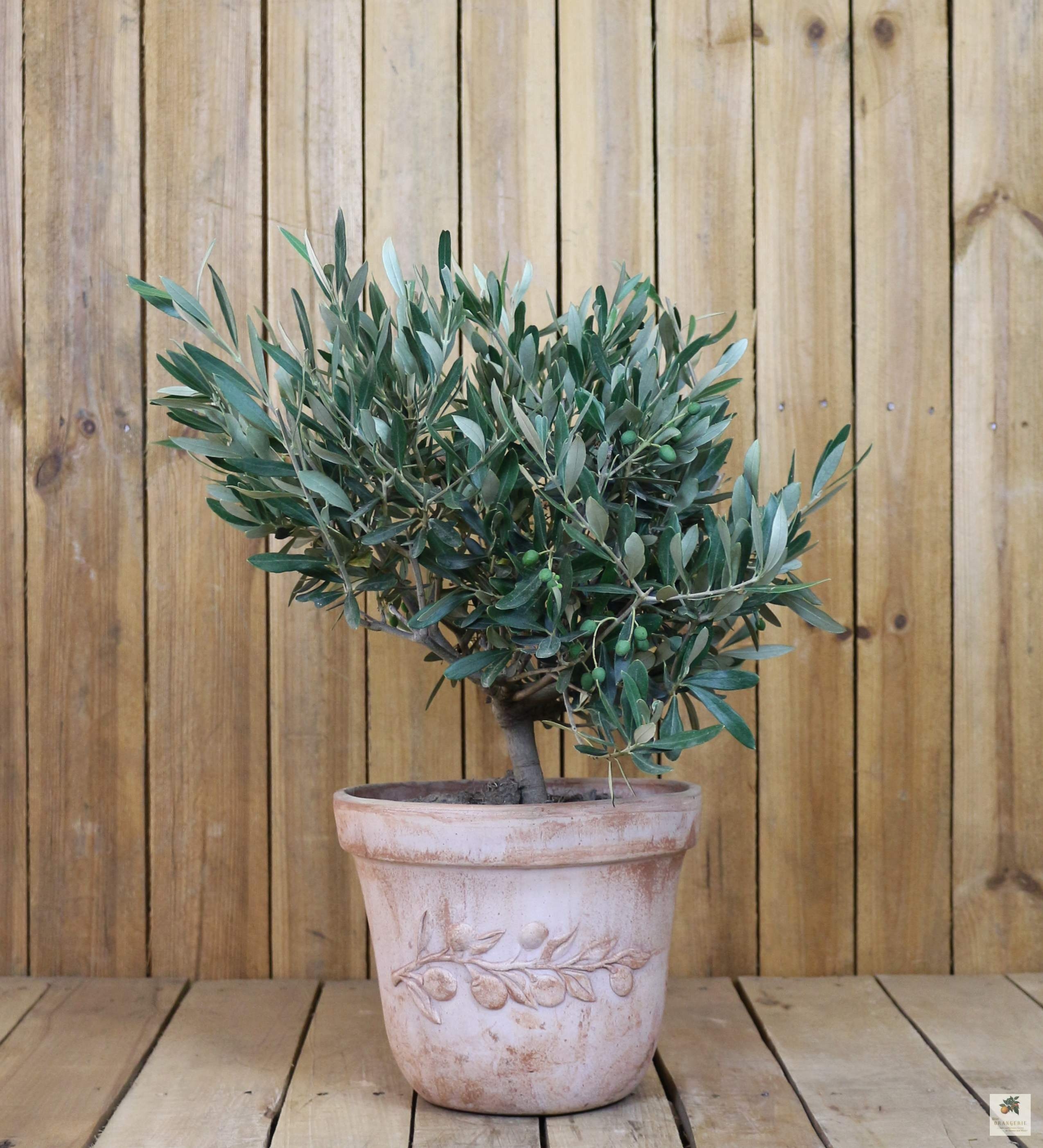 Olivenbaum im Terracotta-Topf "Olea"