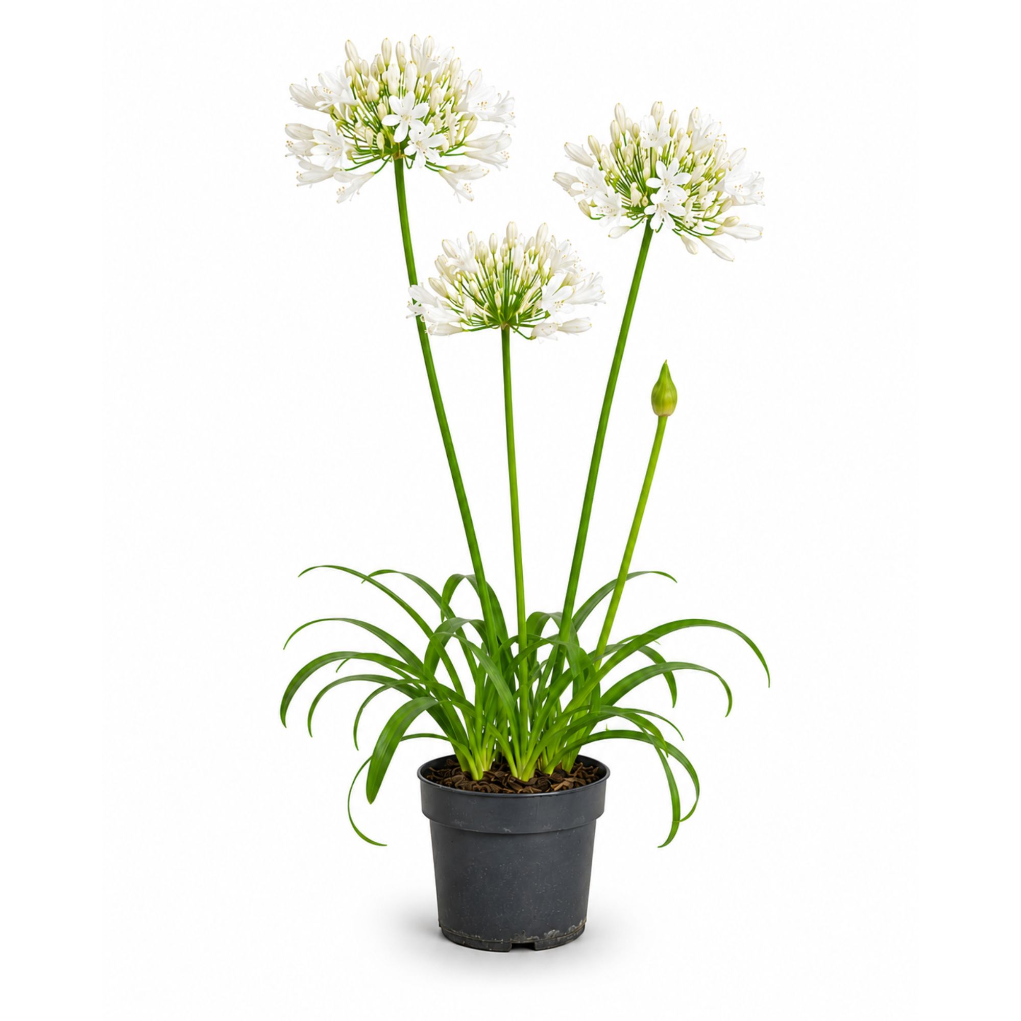 Weiße Schmucklilie - Agapanthus "Sparkle" - Mehrjährig, winterhart, Kübelpflanze mit langer Blüte