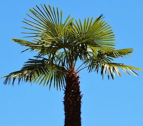 Palme Trachycarpus "Mezzo"