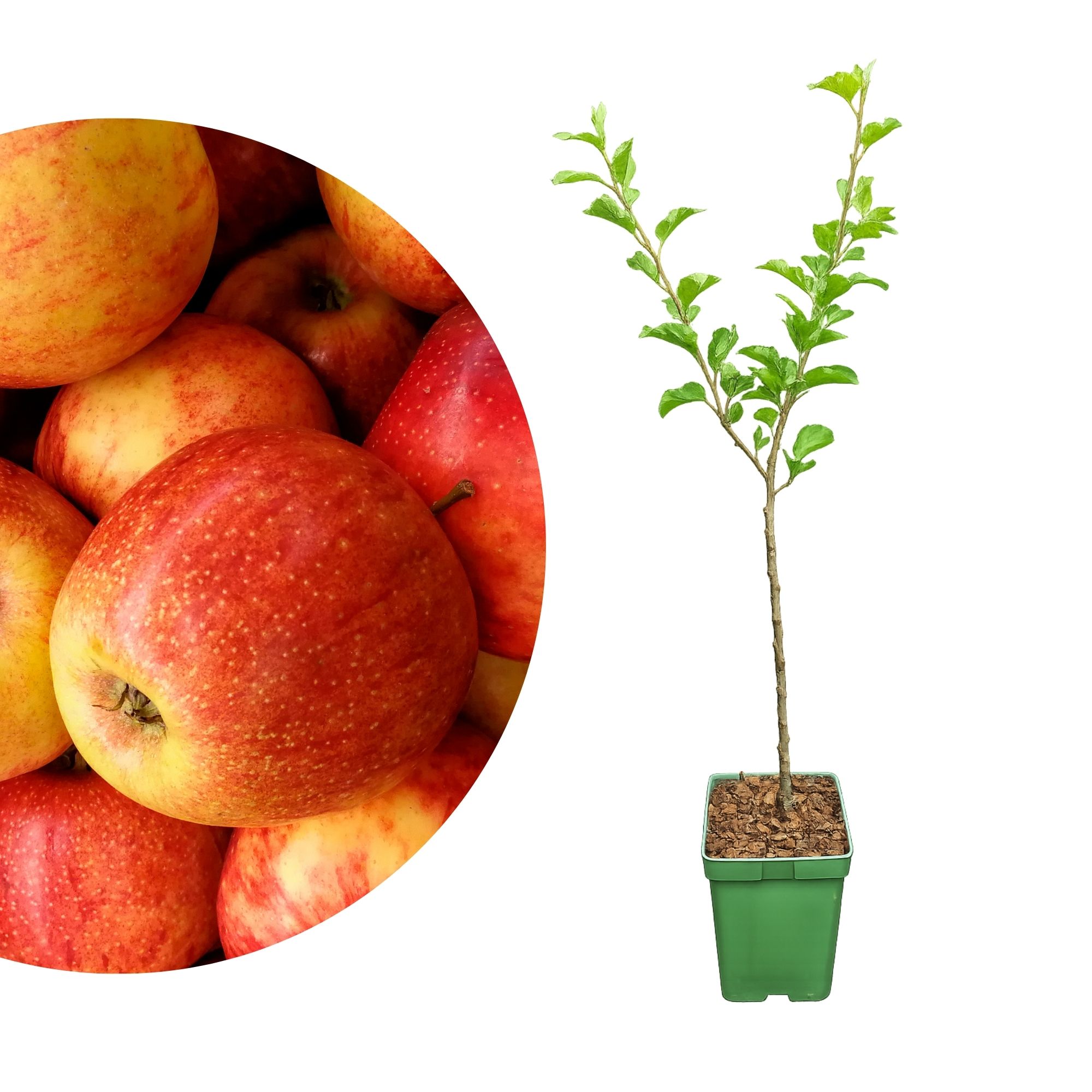BIO Zwergobst Stämmchen Apfel 'Elstar' - Zwergapfel - Apfelbaum - Malus Domestica Elstar