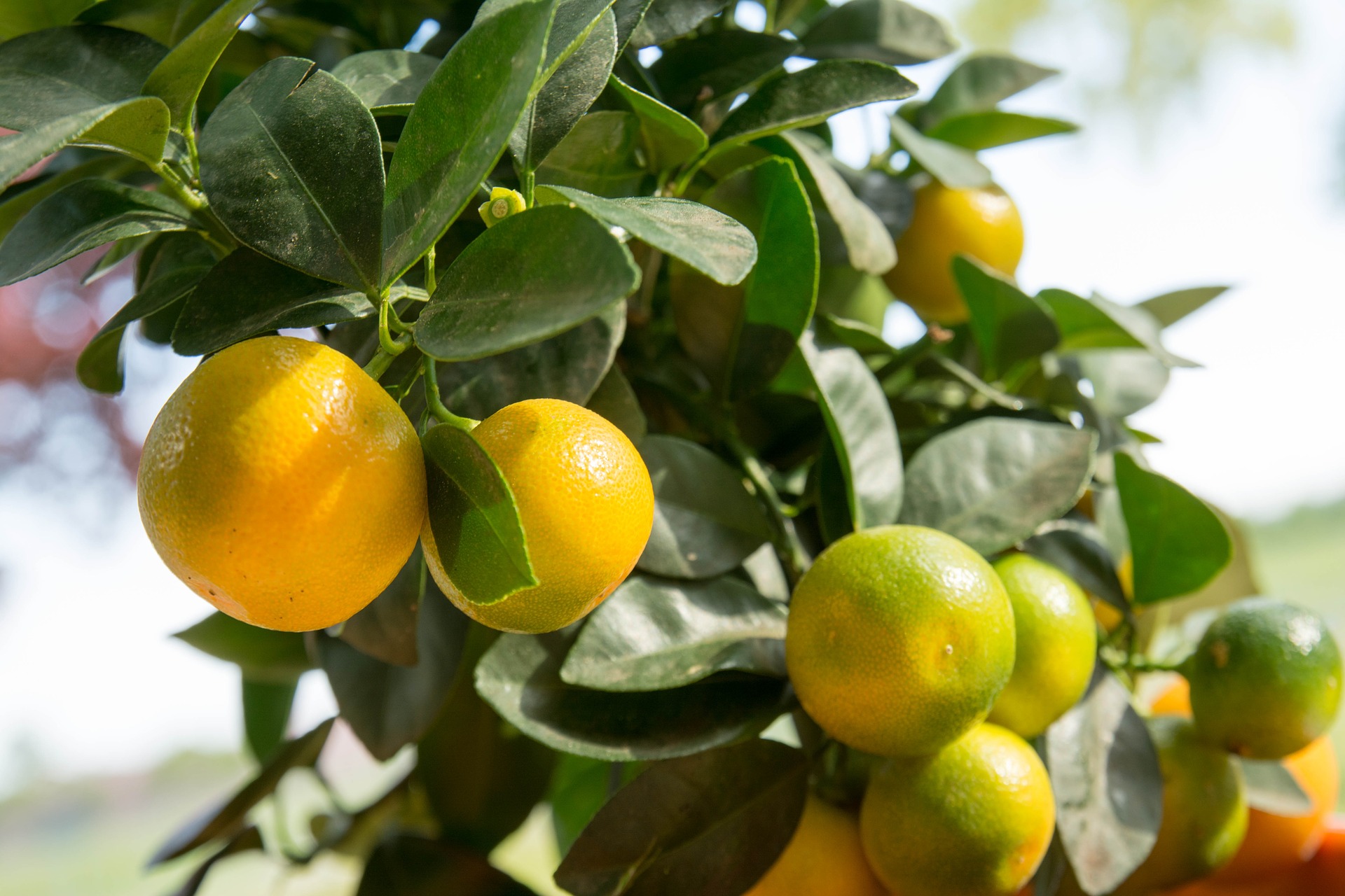 Calamondin [Mezzo] - Calamansi - Citrus Mitis