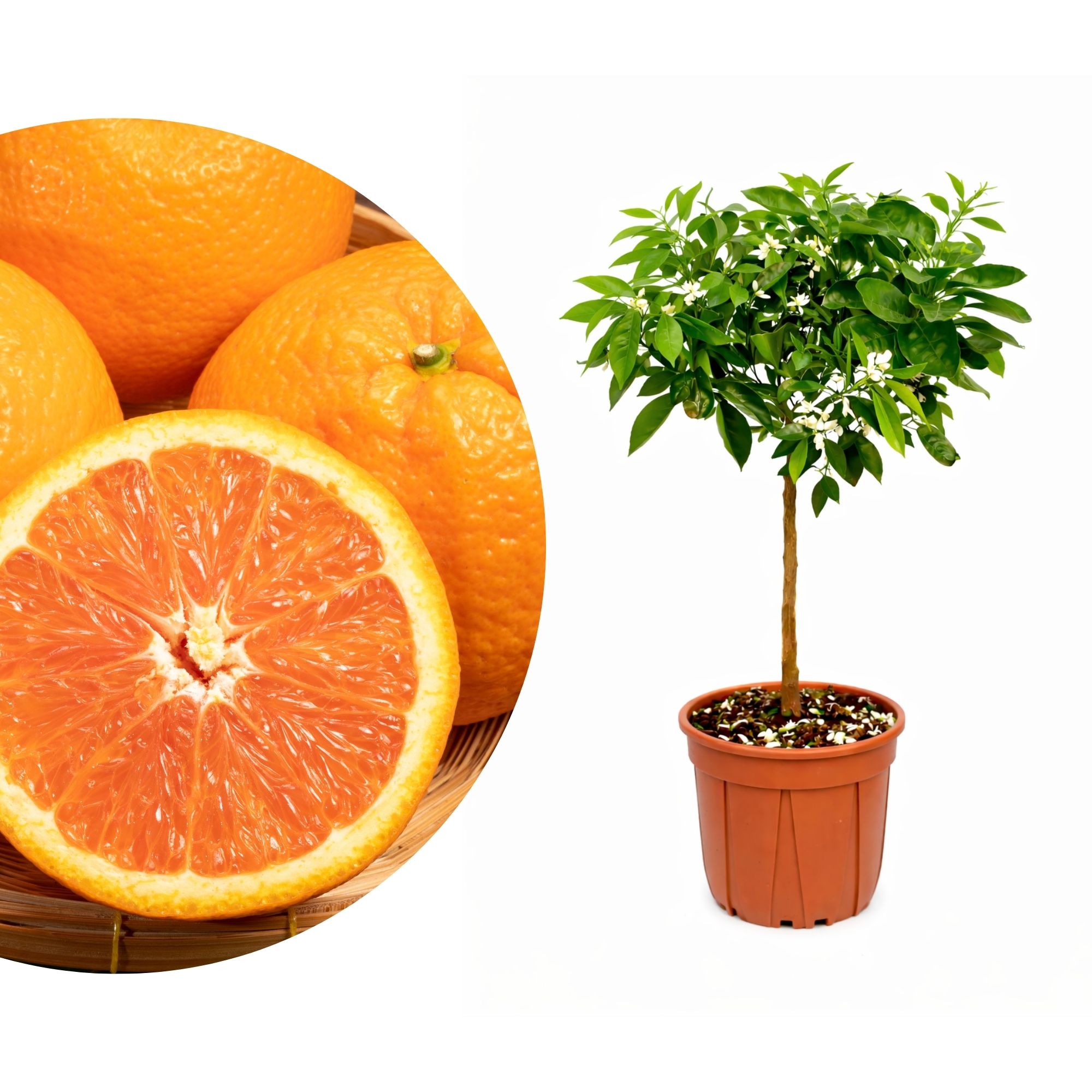 Orangenbaum - Sonder-Sorte: 'Kara Kara'