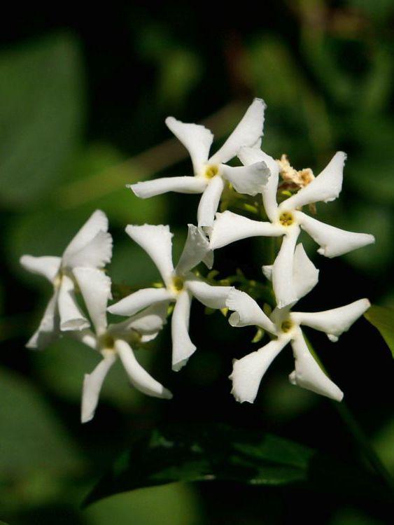 Sternjasmin [PICCOLO] - Trachelospermum Jasminoidis