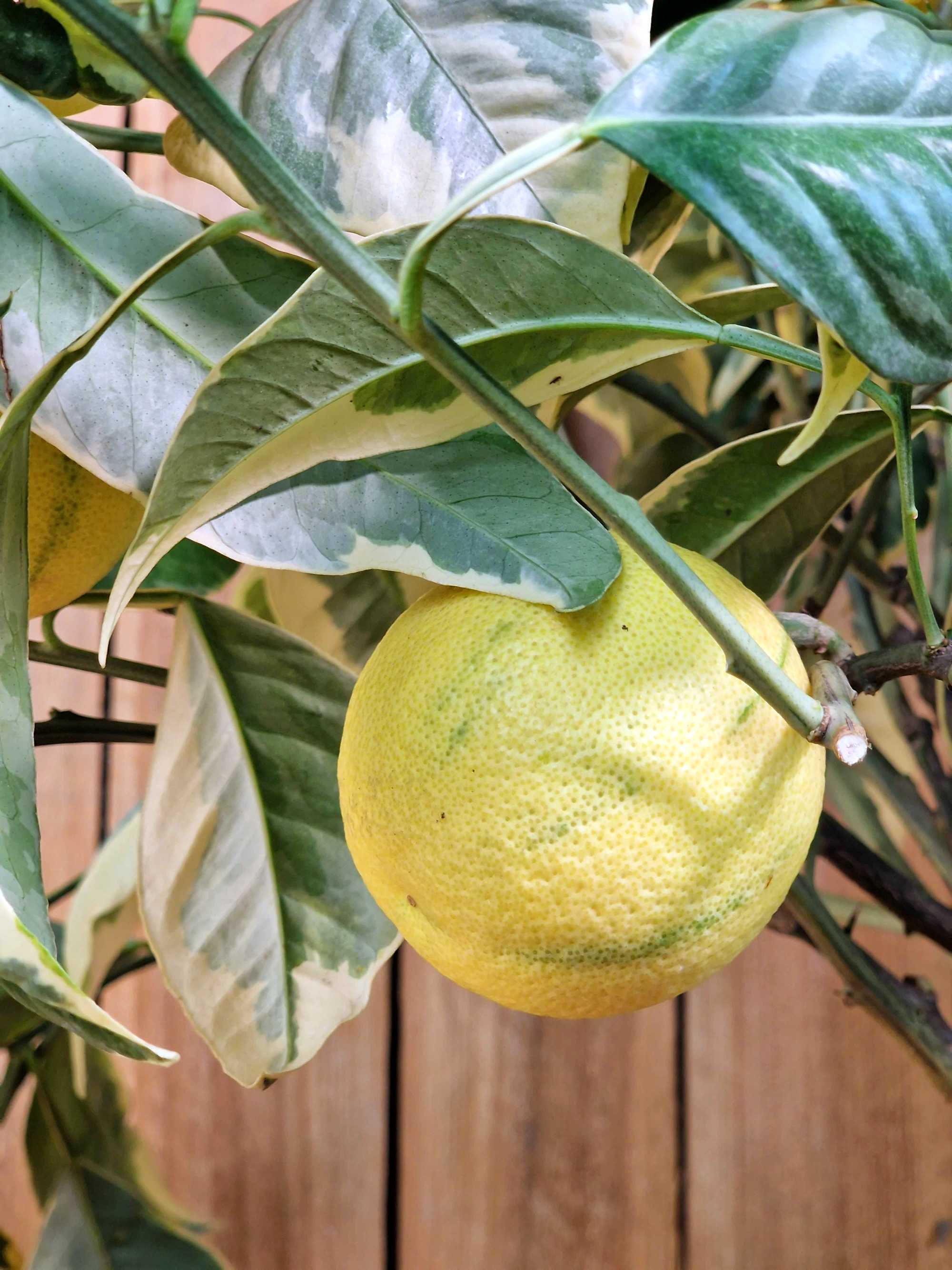 Orangenbaum "Panaché" - Buntlaubige Orange