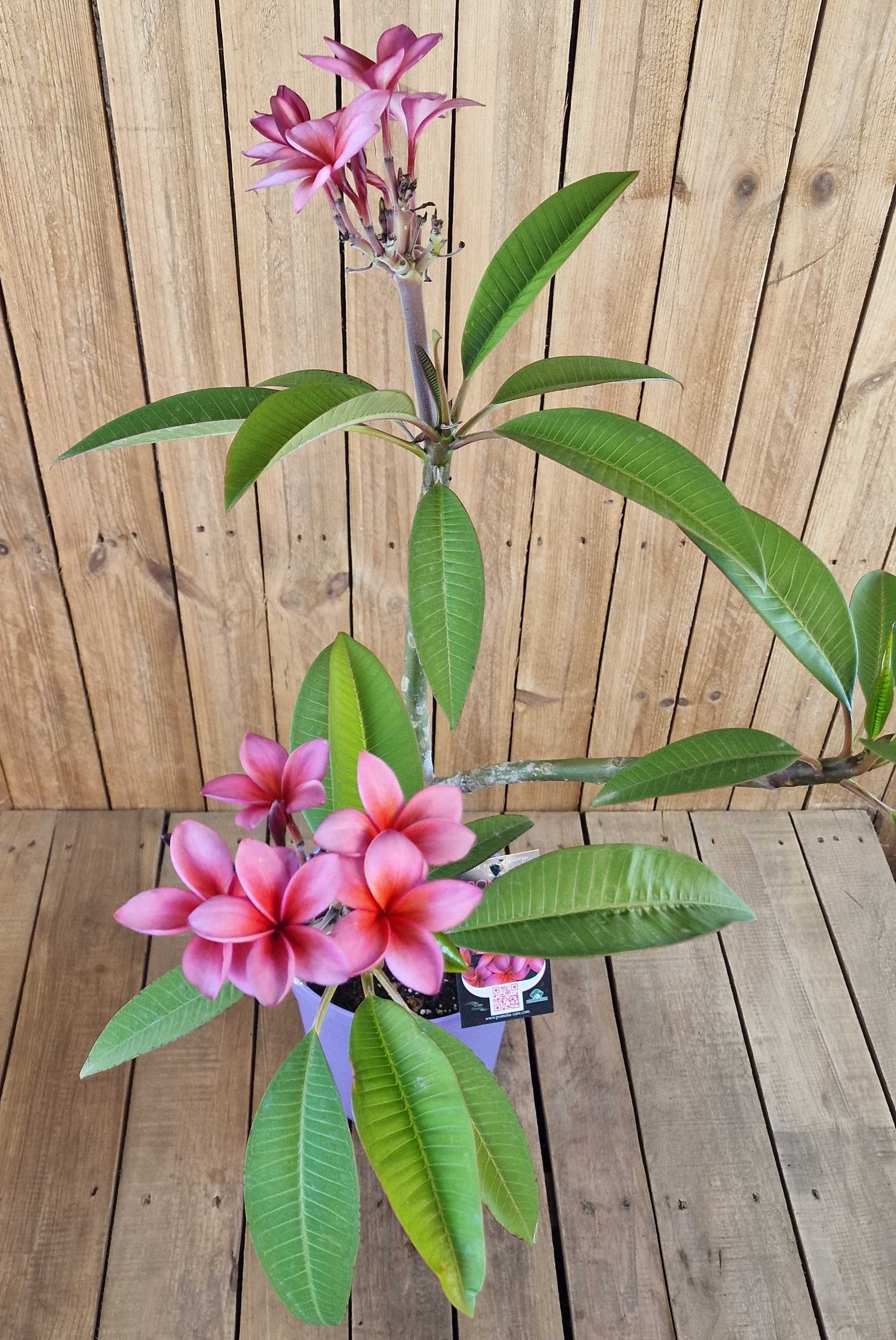 Frangipani Ø 20  "Epic" - Plumeria rubra - Pomelia