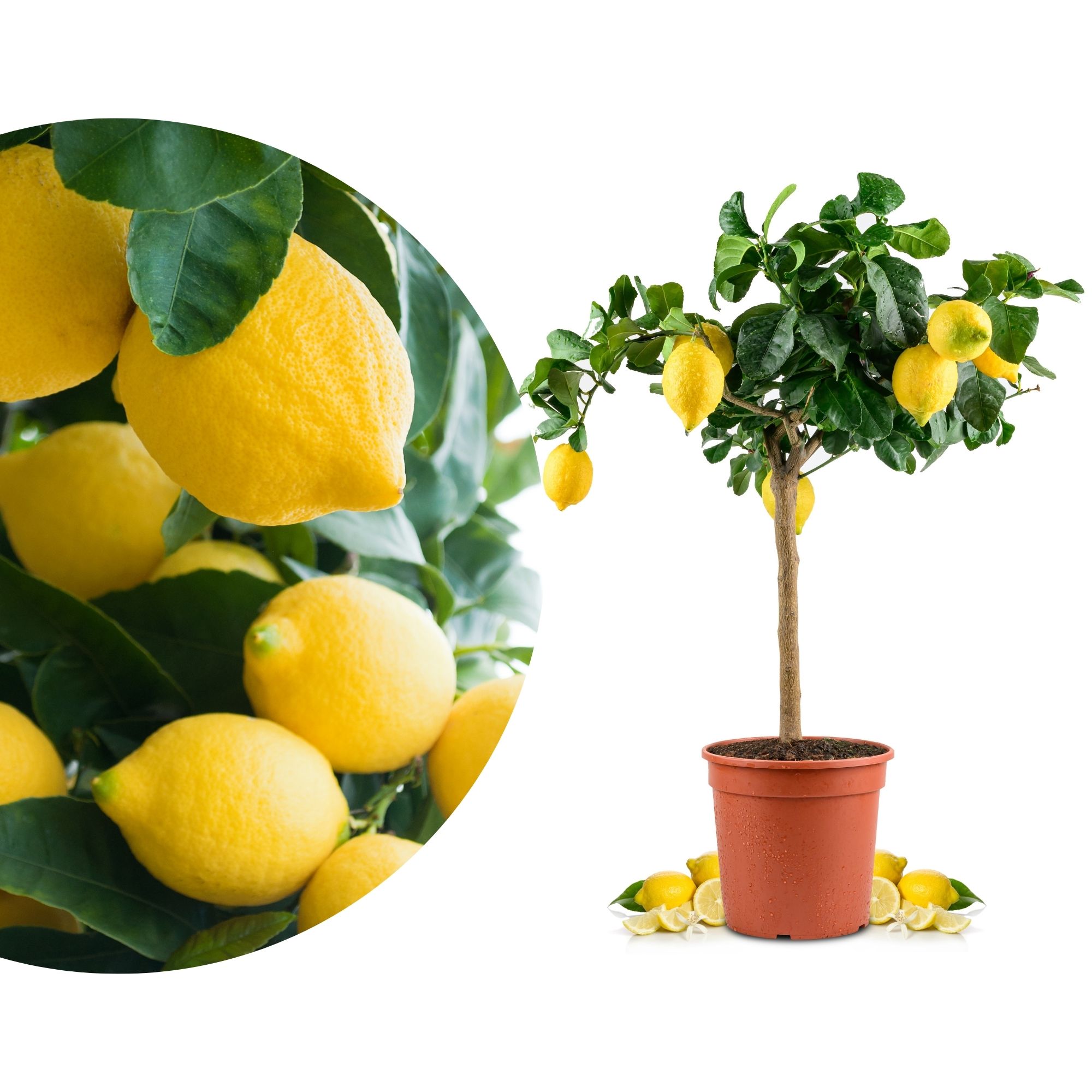 Sizilianische Zitrone - Citrus Limon 'Feminello Carrubaro' - Carrubaro Zitrone