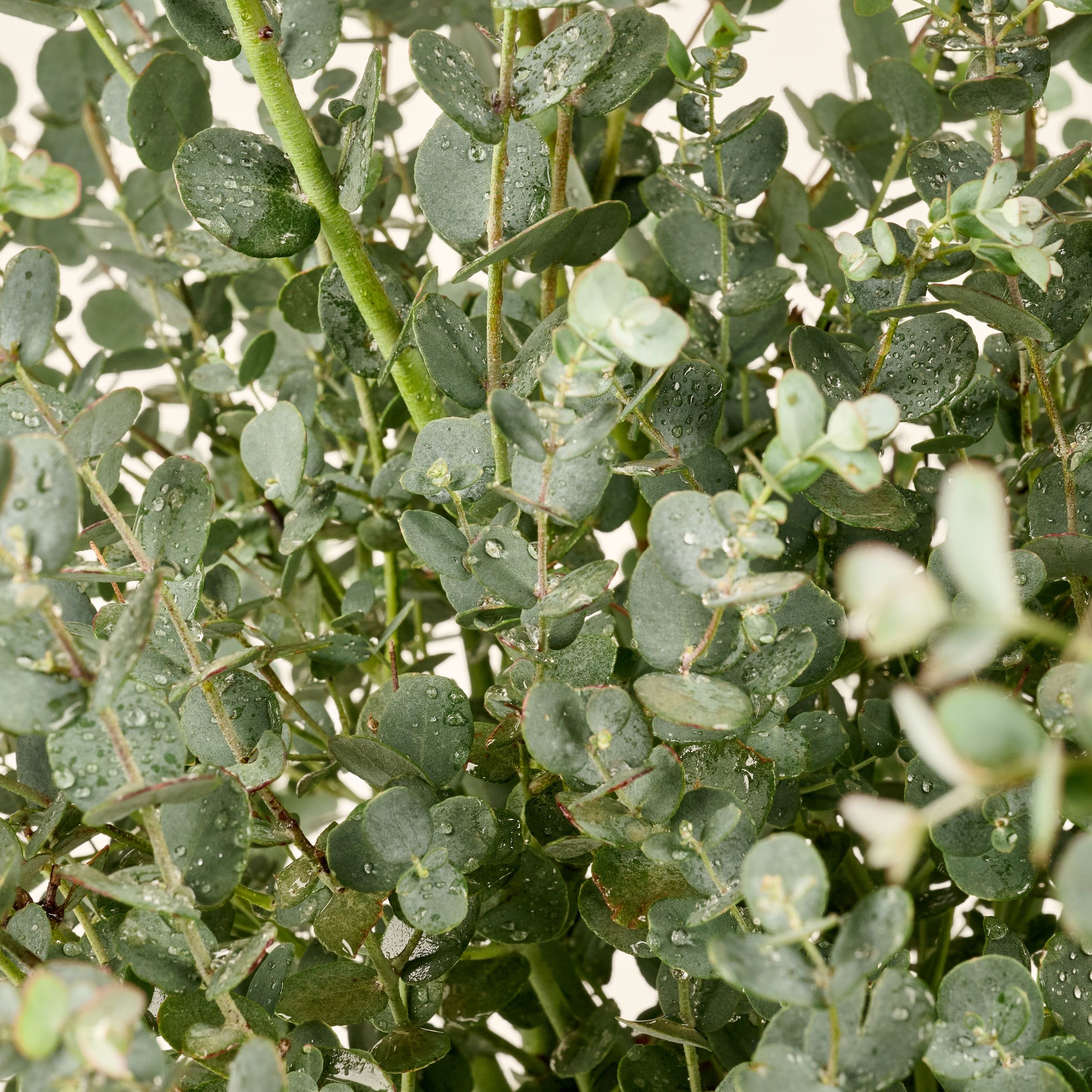 Eukalyptus [Grande] - Eucalyptus gunnii Silverdrop  ø 24