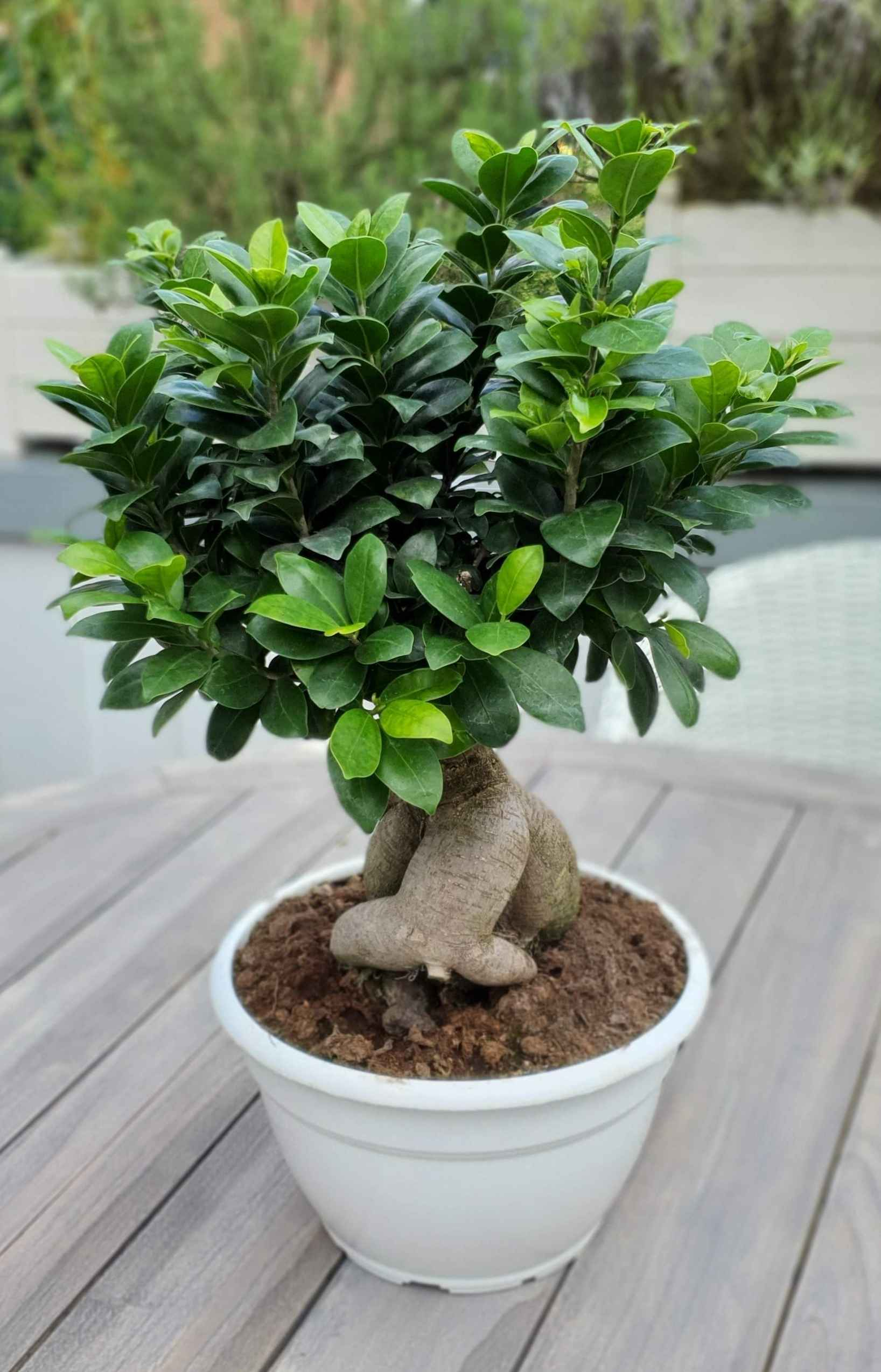 Bonsai Ficus Ginseng [Mezzo] - Ficus Microcarpa - Chinesischer Feigenbaum  - Bonsaipflanze für drinnen und draußen - Lorbeerfeige - Ficus Retusa