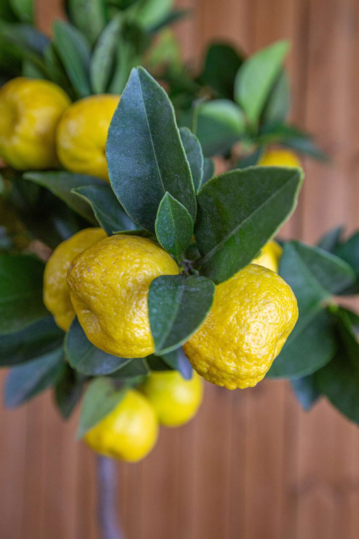 Römische Süßlimette [GRANDE] - Pursha-Limette