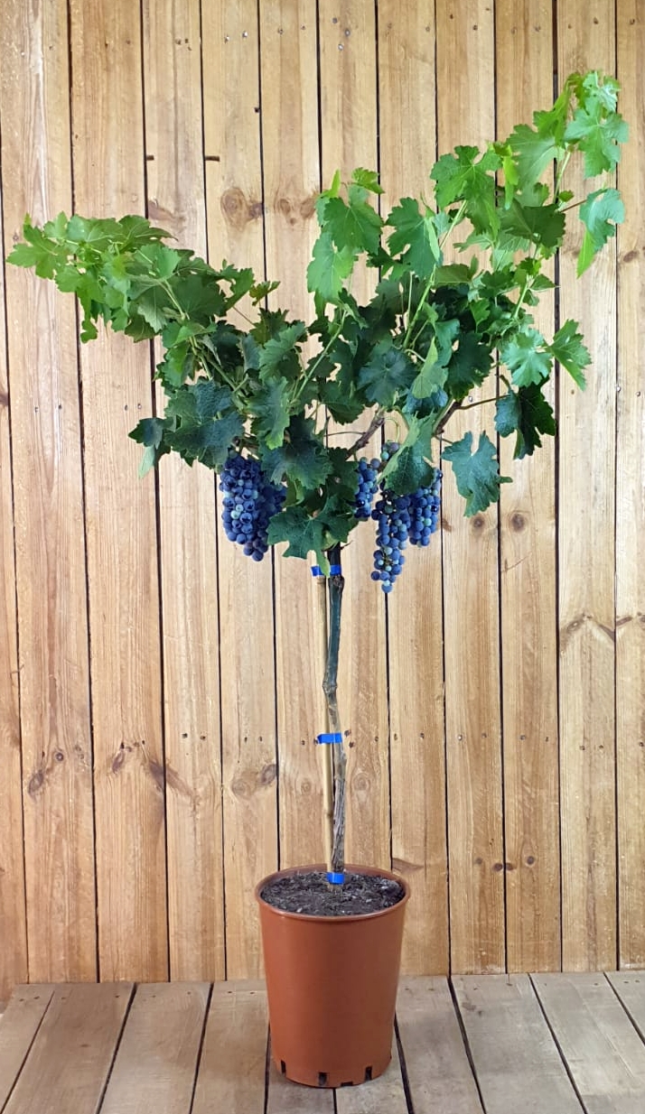 Weinrebe "Cabernet Sauvignon" [Grande]