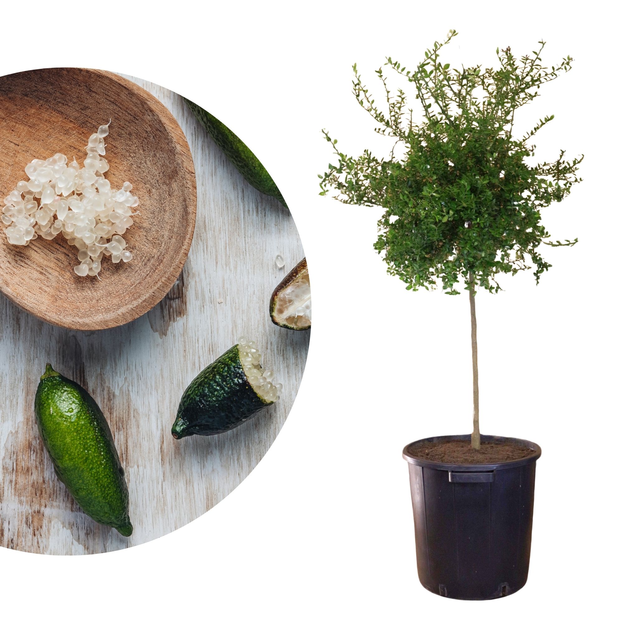 Fingerlimette Australasica  - Kaviarlimette - Microcitrus Fingerlimette Australasica  - Kaviarlimette - Microcitrus
