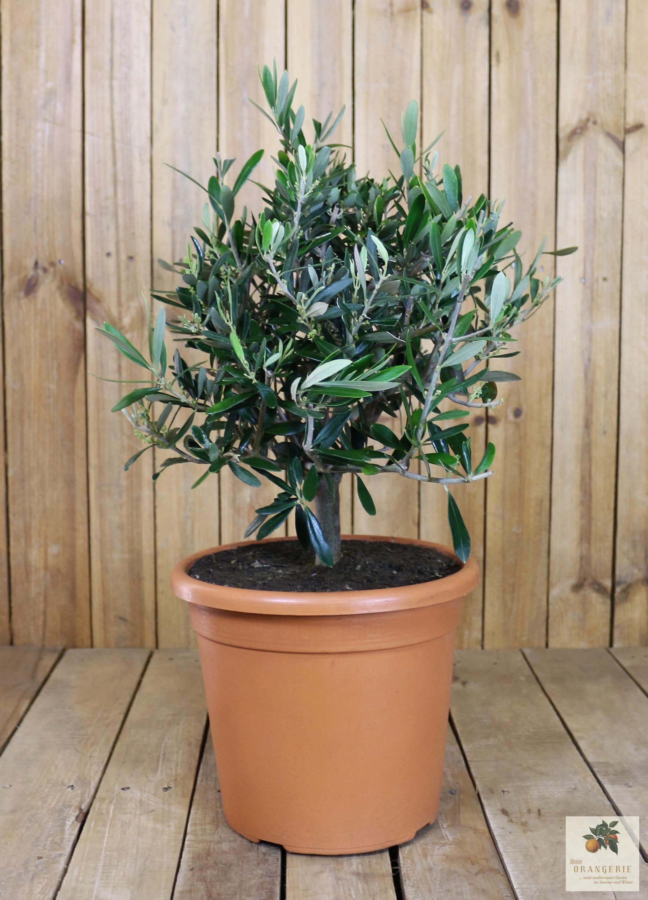 Olivenbaum Busch "Piccolo"