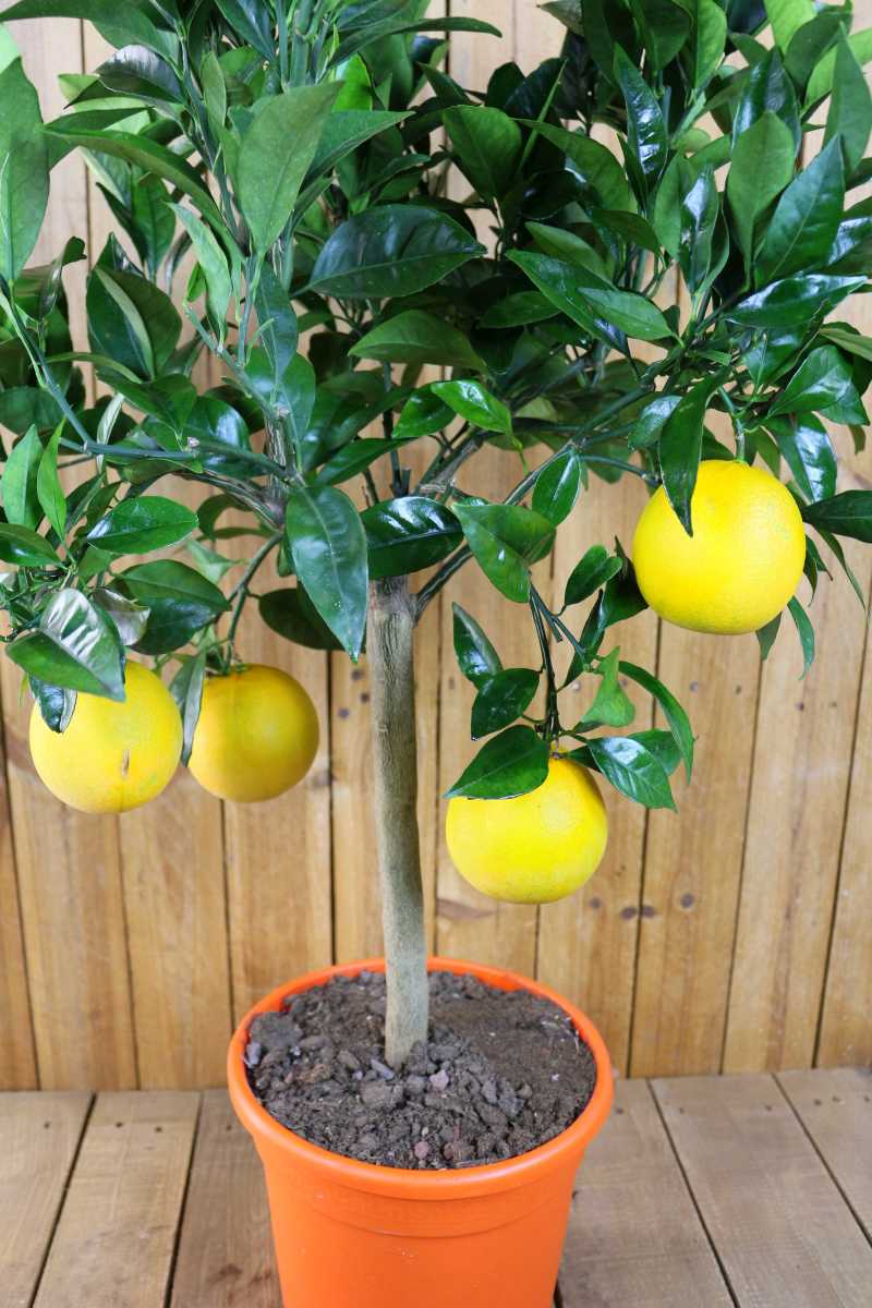 Orangenbaum 'Mezzo' - Citrus Sinensis - Apfelsine