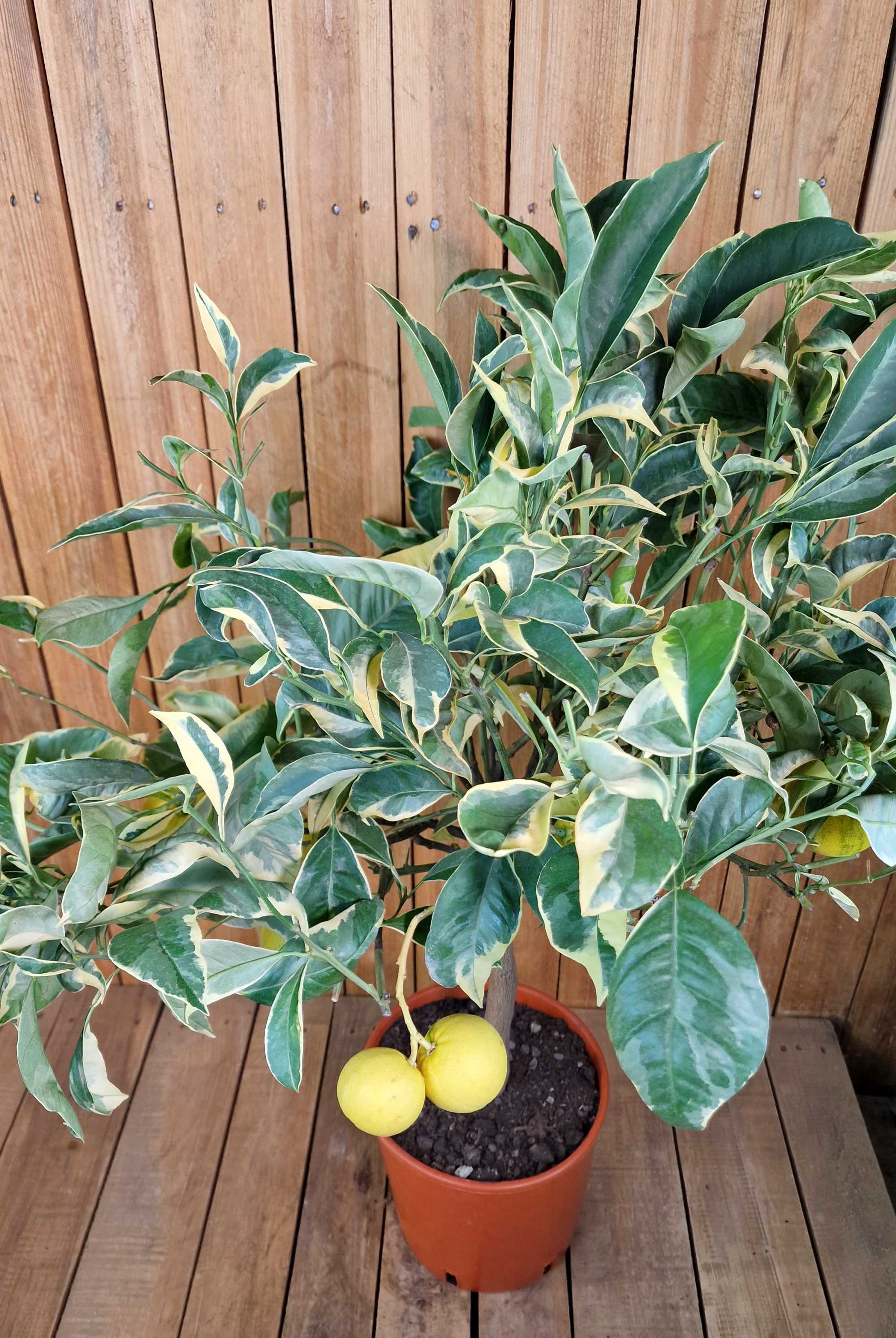 Orangenbaum "Panaché" - Buntlaubige Orange - Arancio variegato