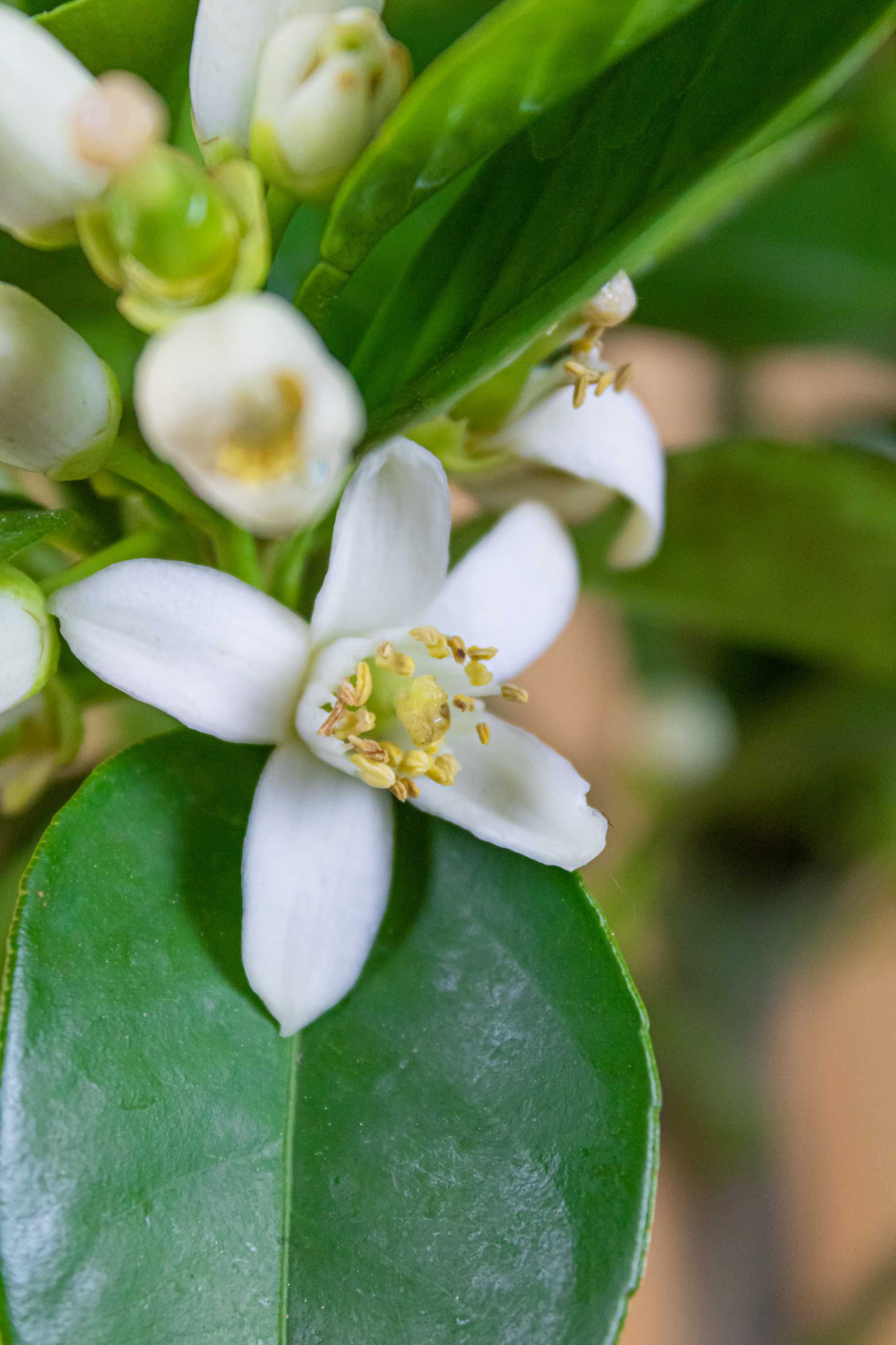 Blutorangenbaum Tarocco [MEZZO] - Citrus Sinensis 'Tarocco'