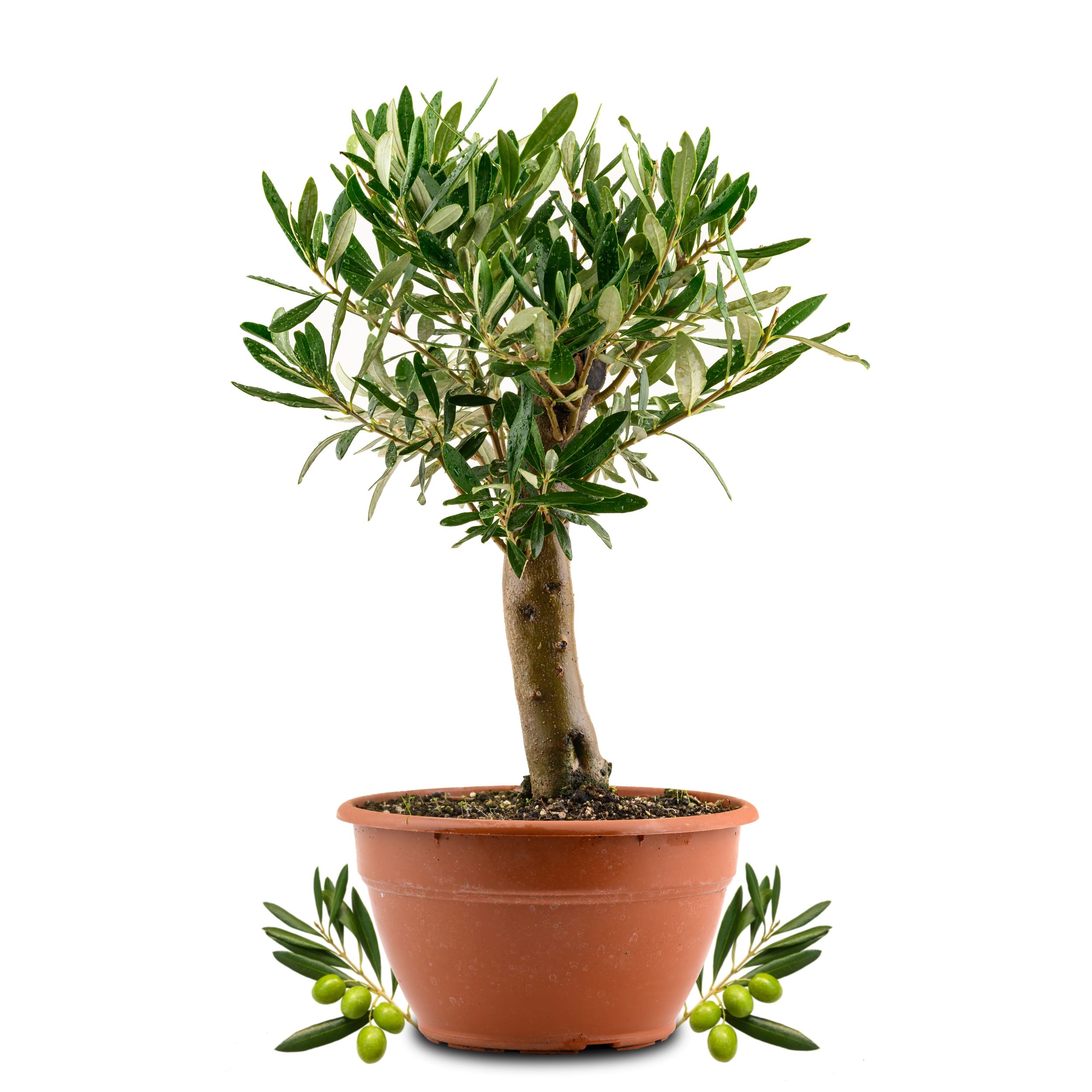 Olivenbaum Bonsai [Piccolo] - Olea europaea - echte Olive 