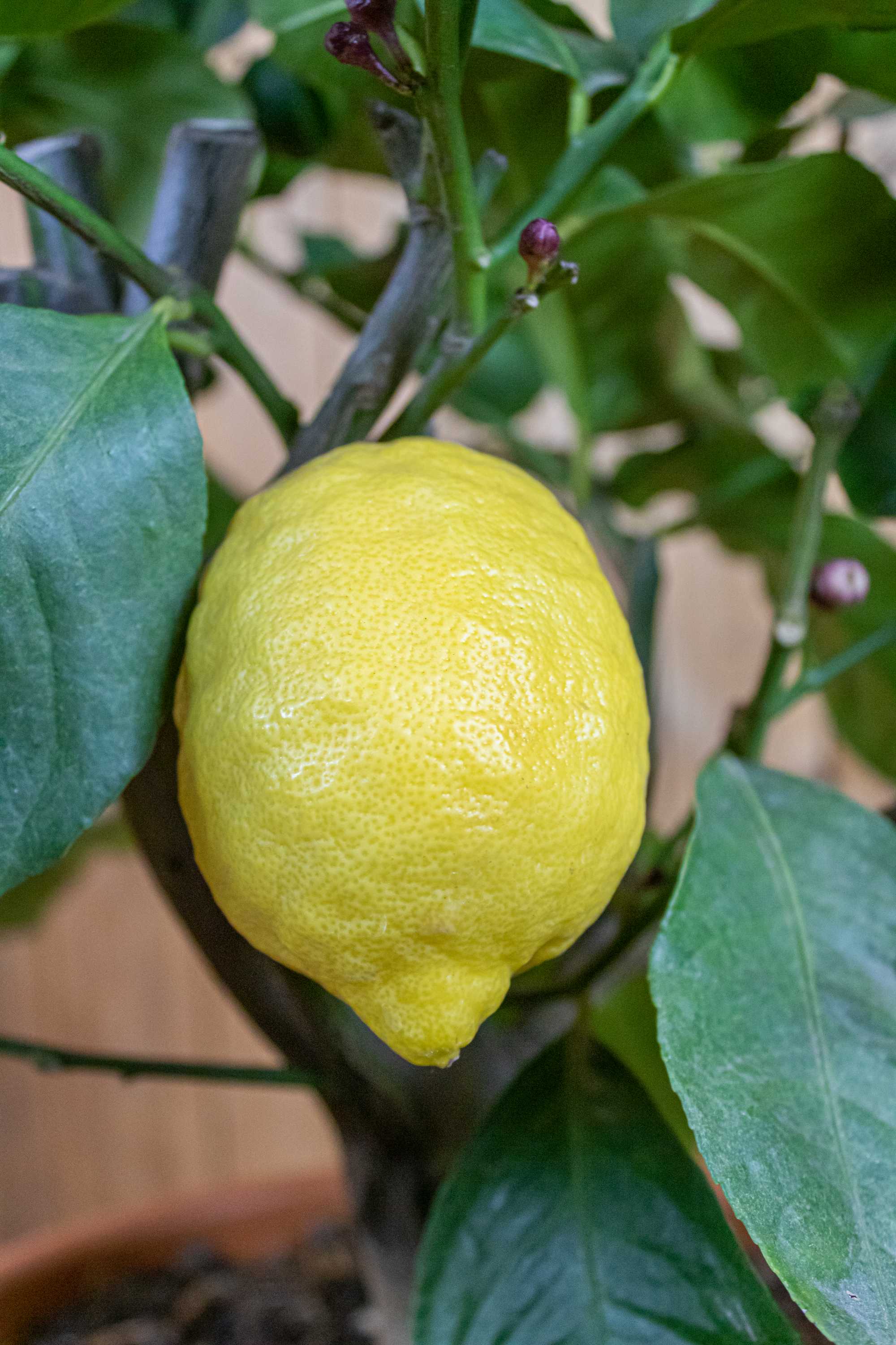 Zitronenbaum [Mezzo]  - Citrus limon - echte Zitrone