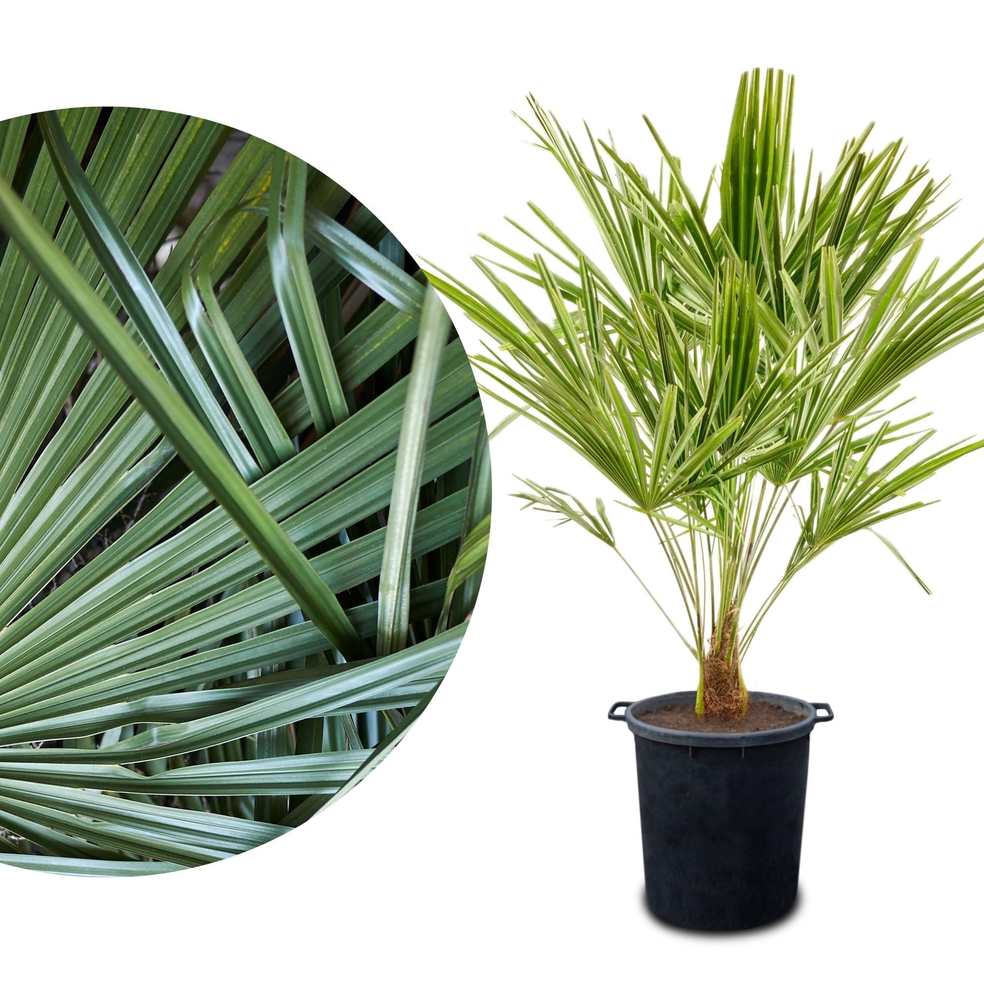 Palme Trachycarpus [Molto Grande] - Chinesische Hanfpalme - Trachycarpus Fortunei