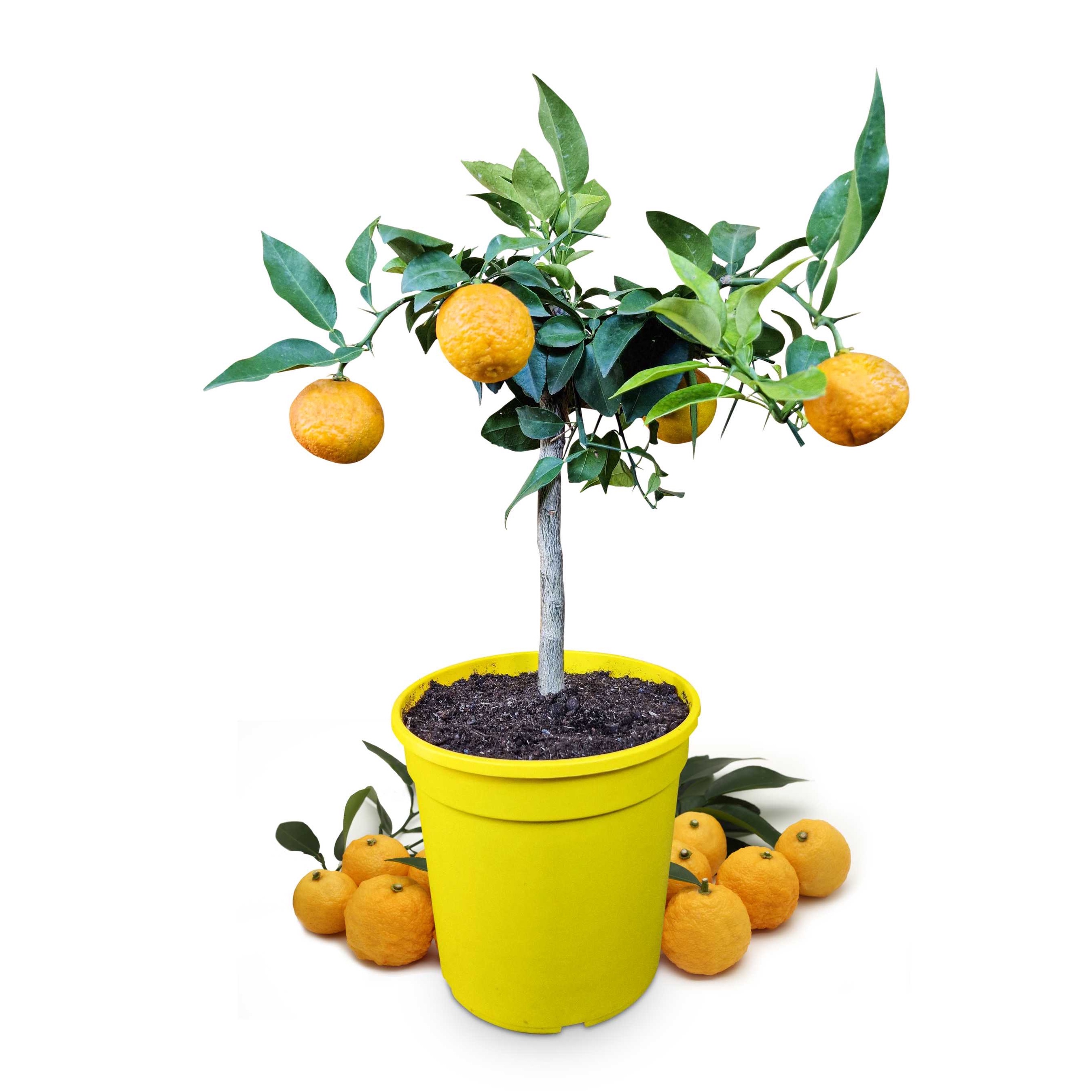 Yuzu [Mezzo] - Citrus junos - Citrus ichangensis × Citrus reticulata